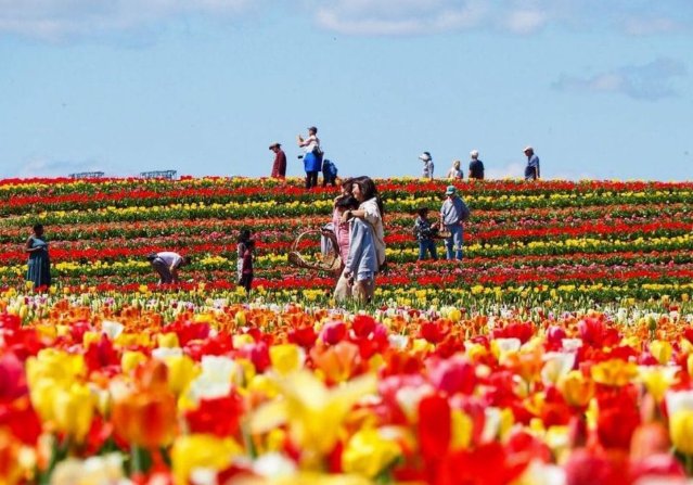 Burnside Farms Tulip Festival