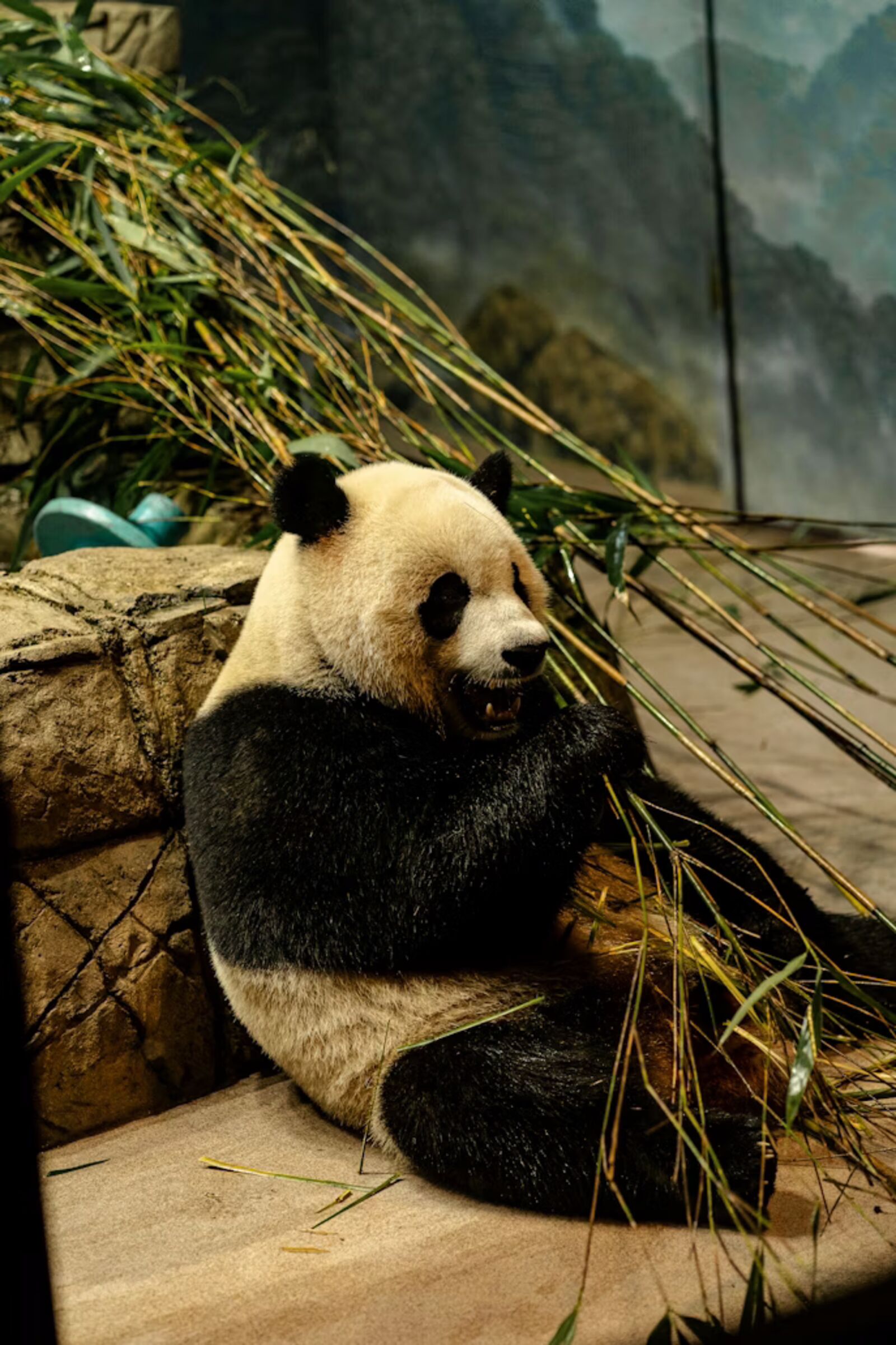National Zoo — pandas and elephants with kids