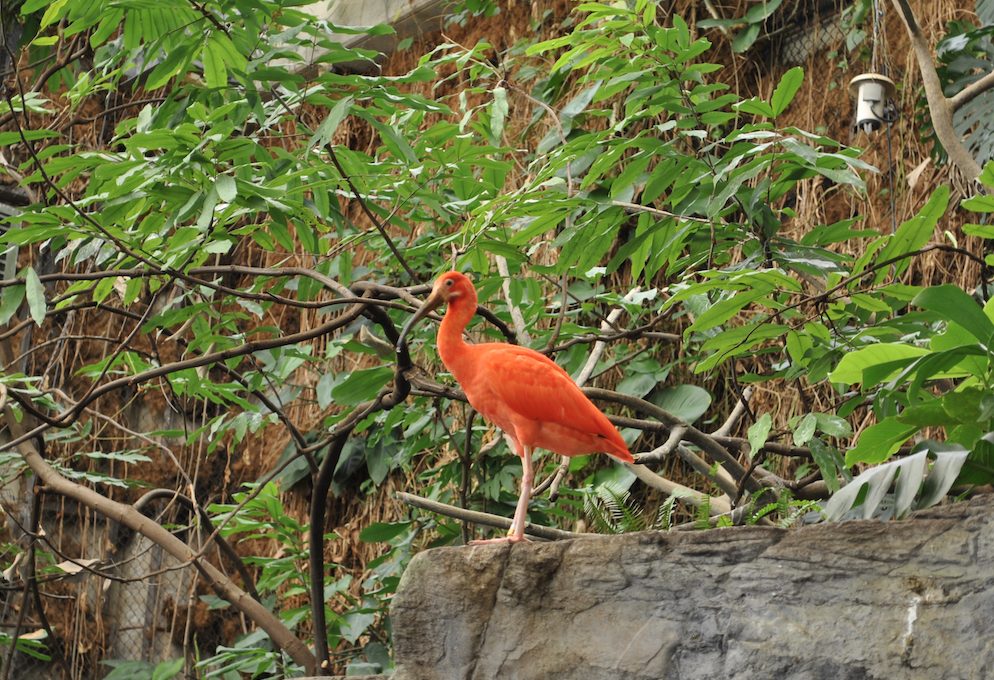 Bird Walk at the National Zoo