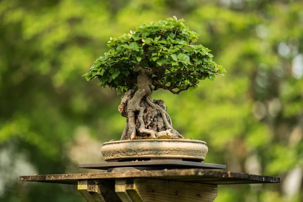 National Arboretum Bonsai Festival