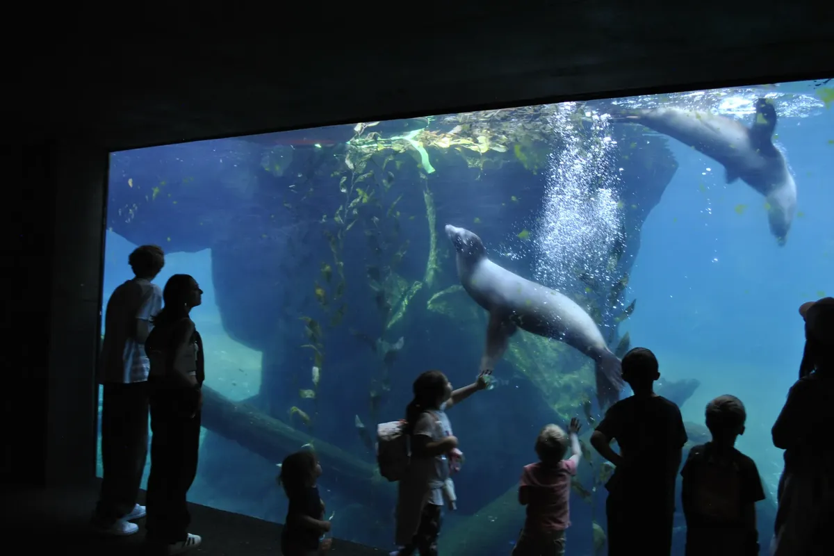 Kids watching sea lions swim at the Smithsonian's National Zoo