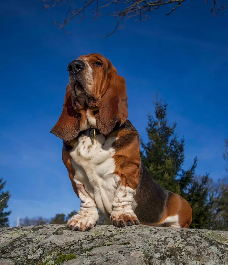 A basset hound sitting on a rock against a blue sky, long ears hanging down and head tilted back