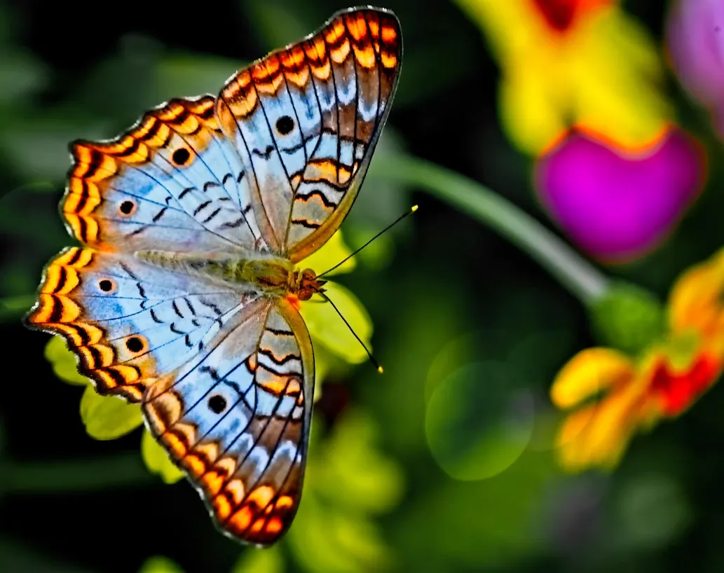 A butterfly resting on a flower inside the Brookside Gardens conservatory