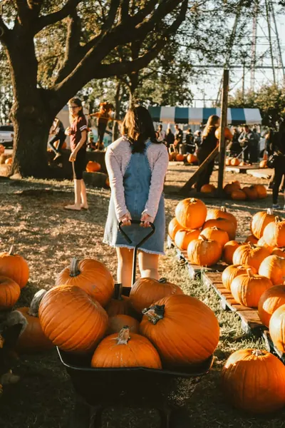 A girl pulling a wagon through a field of big orange pumpkins