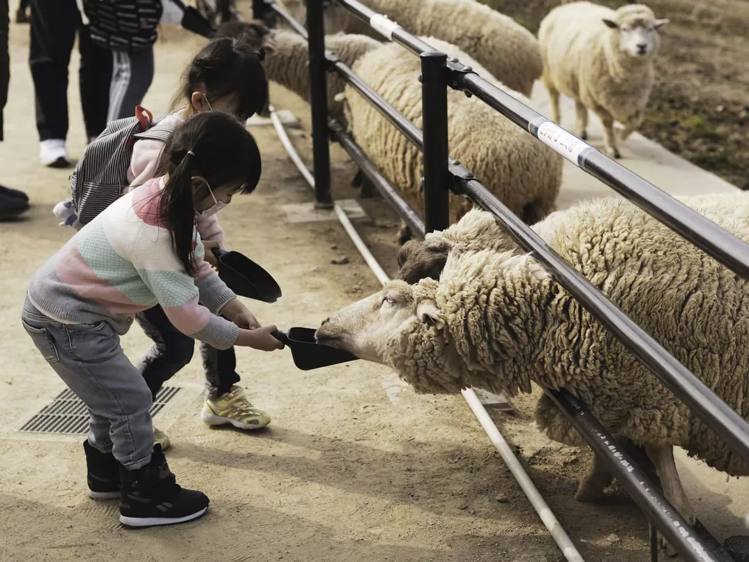A little girl feeding the sheep through a farm fence