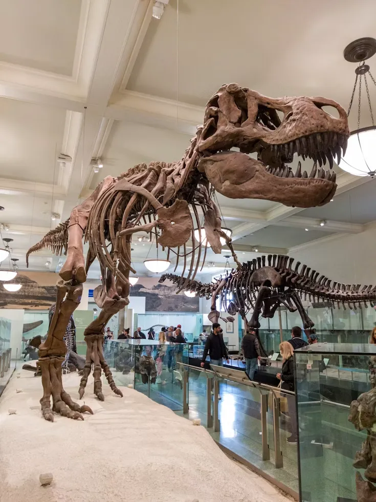 A large dinosaur skeleton towering over visitors in a museum hall