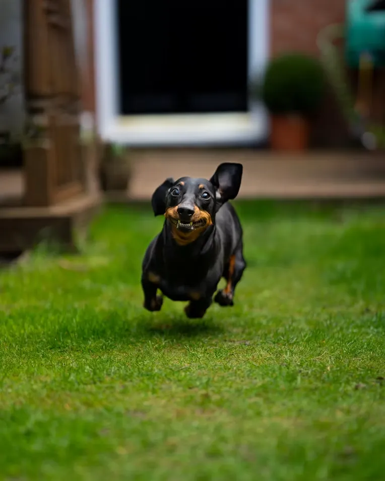 Dachshunds racing at the Doxie Derby at Great Country Farms