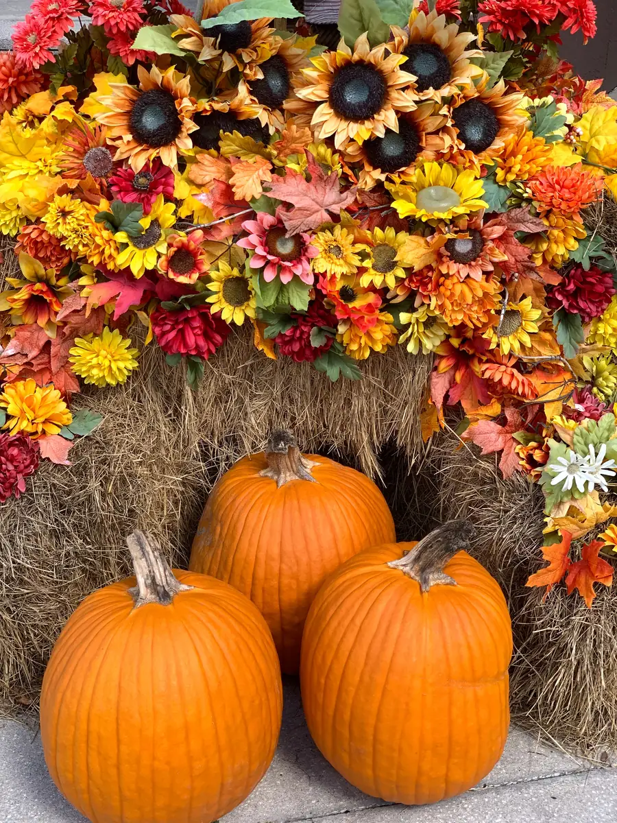 Orange pumpkins on hay bales in front of a wall of sunflowers and fall flowers