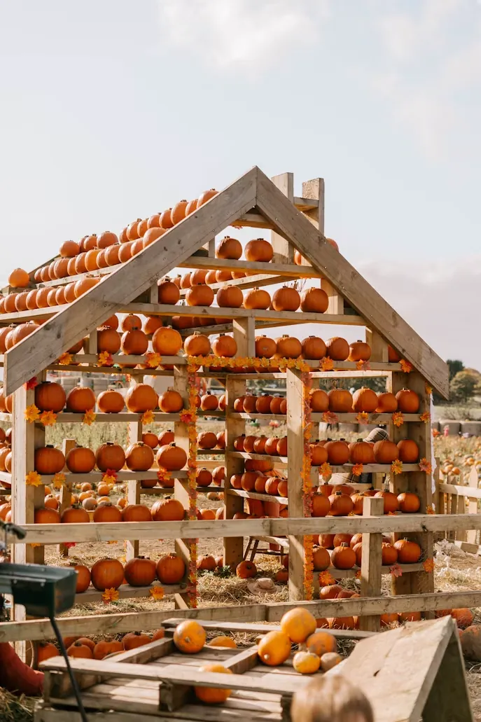A barn stacked with pumpkins