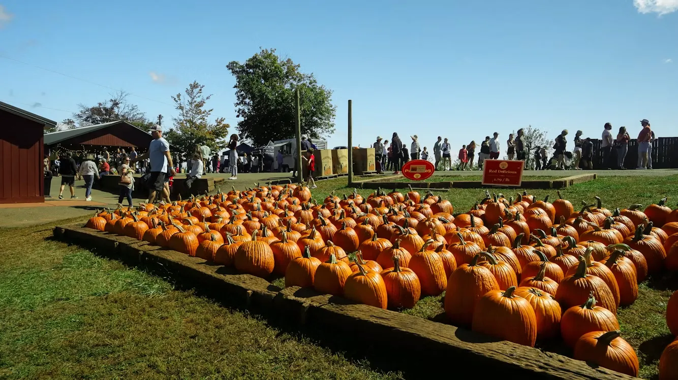 Rows of orange pumpkins lined up on straw at a fall farm on a sunny day
