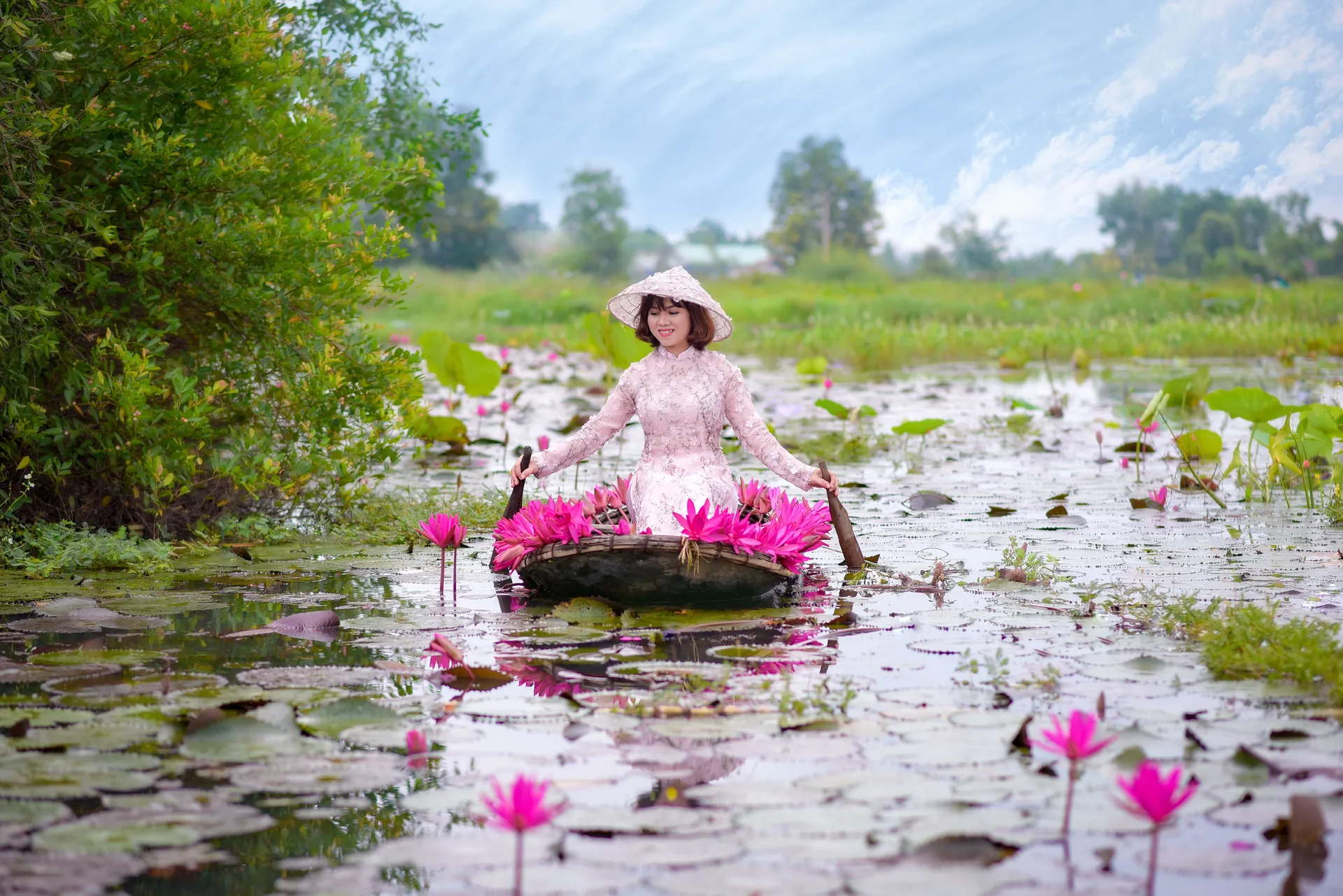 Lotus flowers in bloom at Kenilworth Aquatic Gardens
