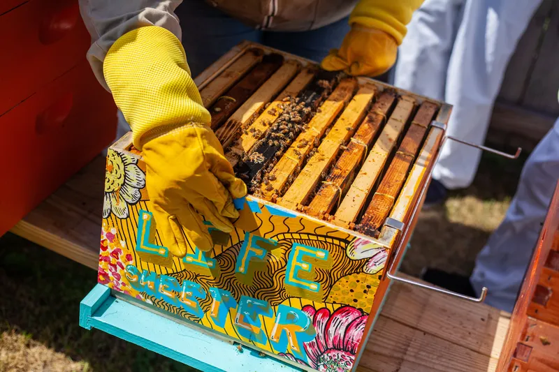 Manassas Bee Festival 2026