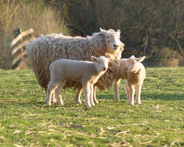 Maryland Sheep & Wool Festival