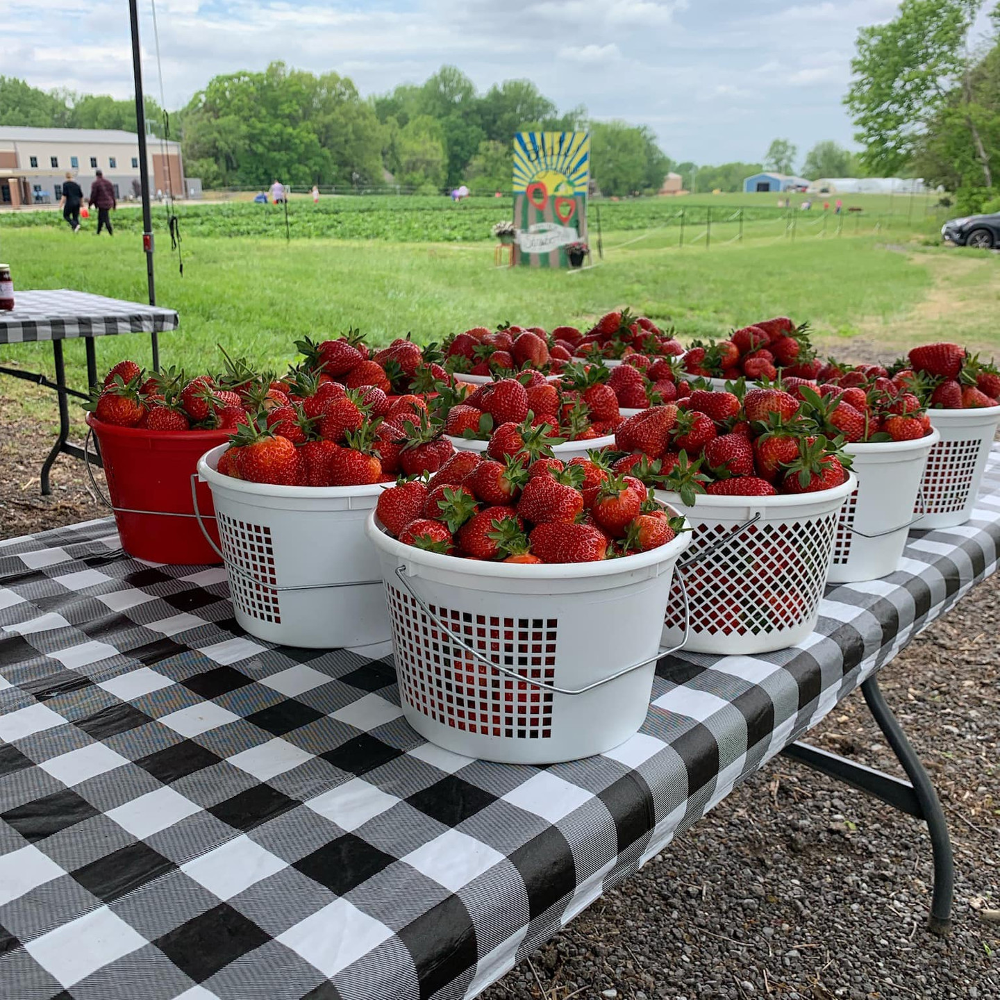 Strawberry Picking Season