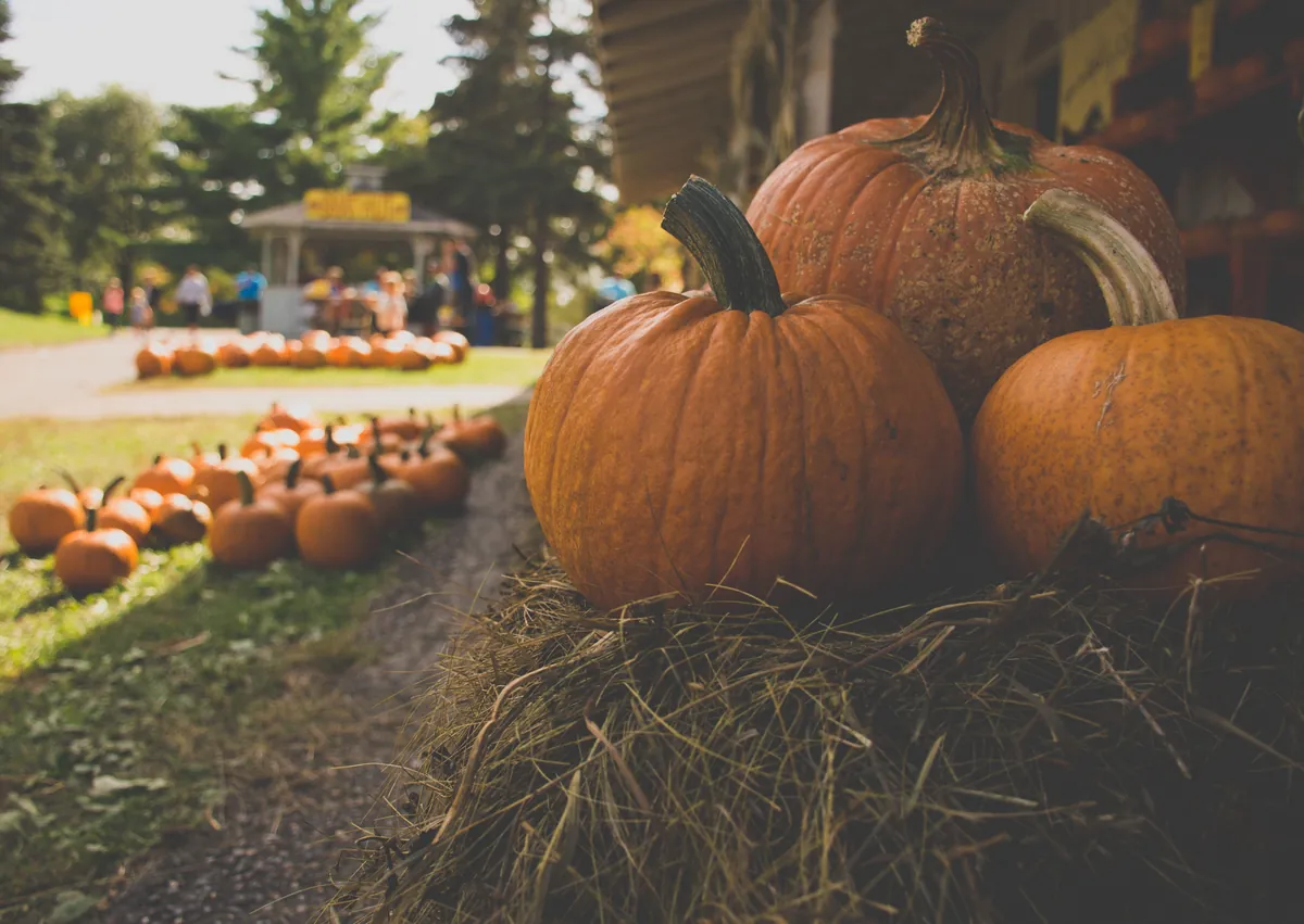 Big orange pumpkins on a bale of hay, with rows of pumpkins and a farm stand behind them