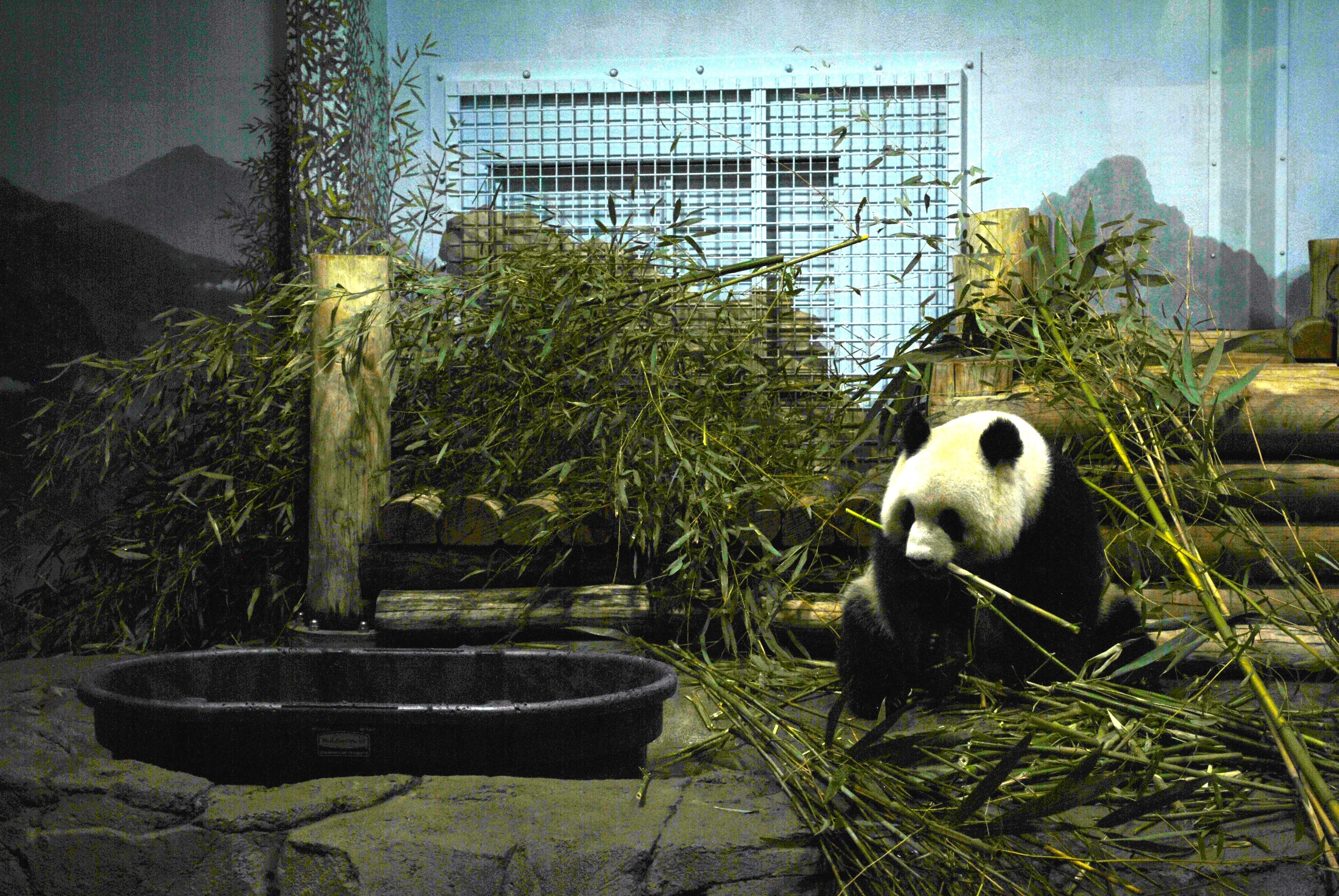 Smithsonian National Zoo with Kids