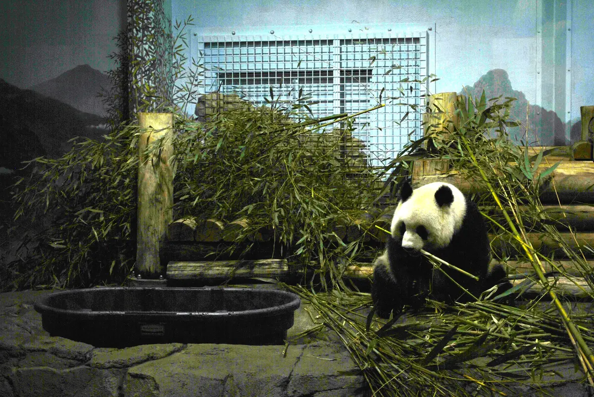 Smithsonian National Zoo with Kids