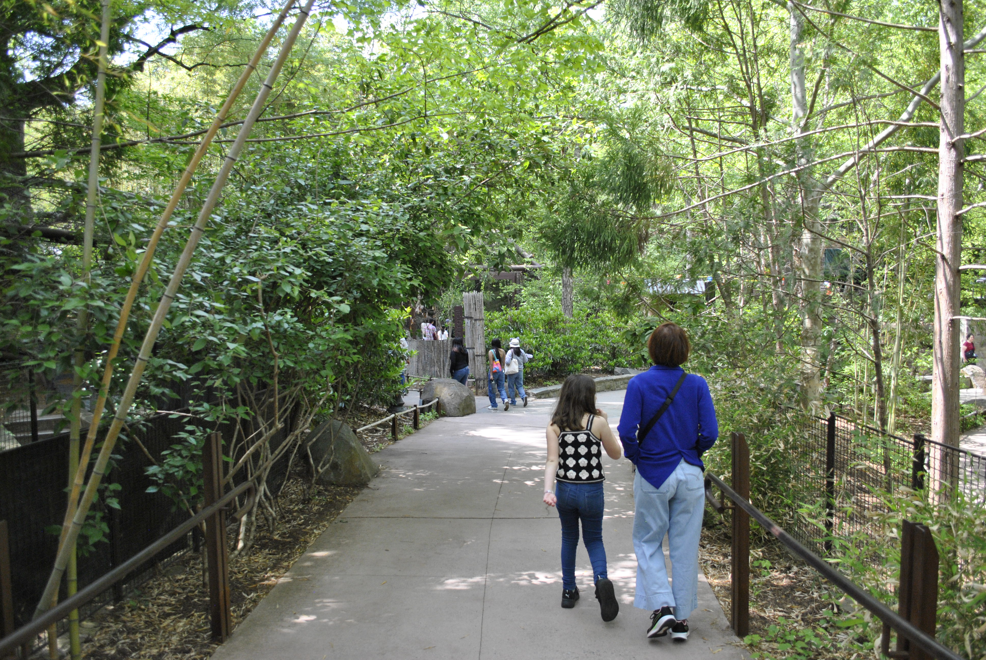 Walking the bamboo-lined path toward Asia Trail