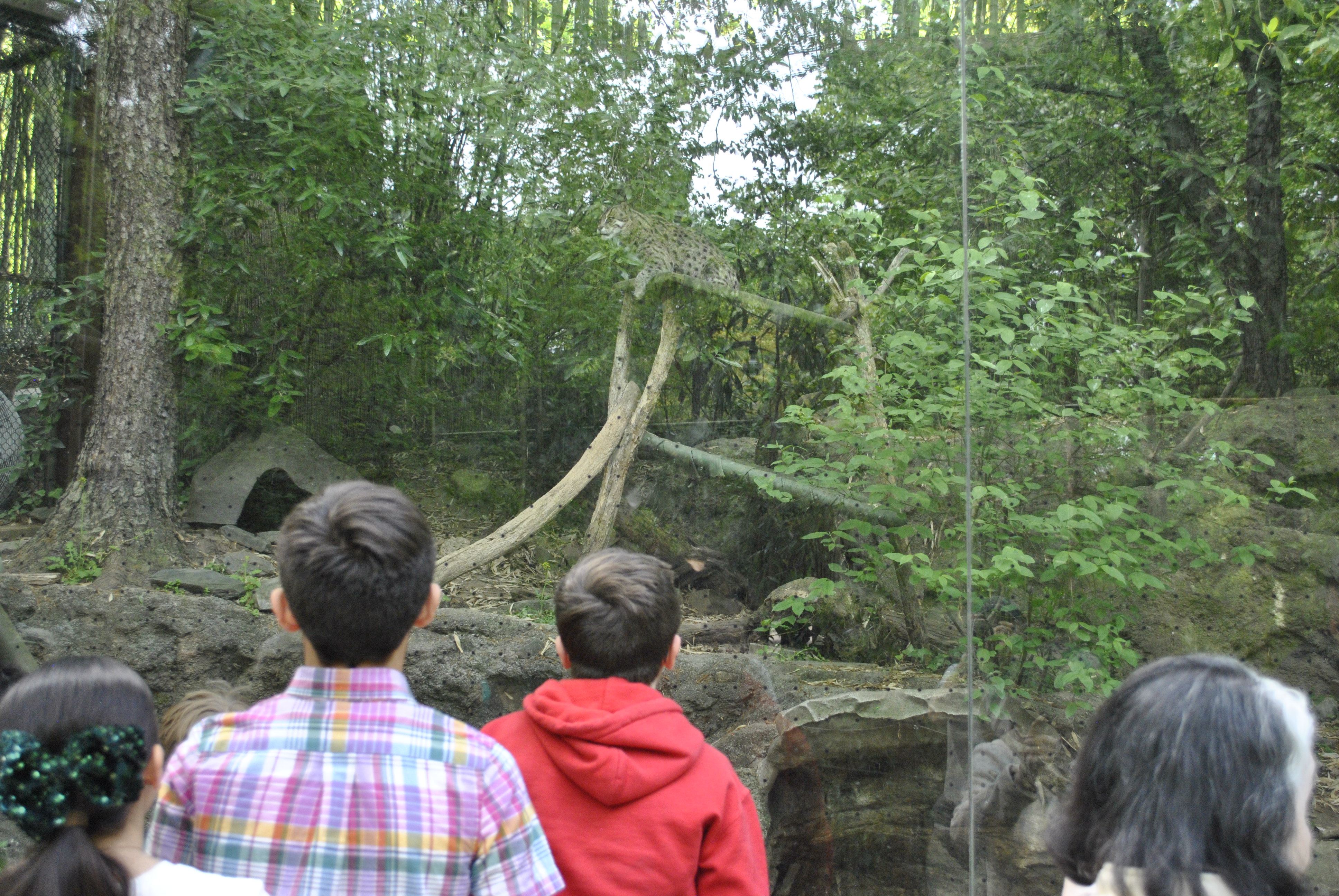 Kids watching animals through the viewing area