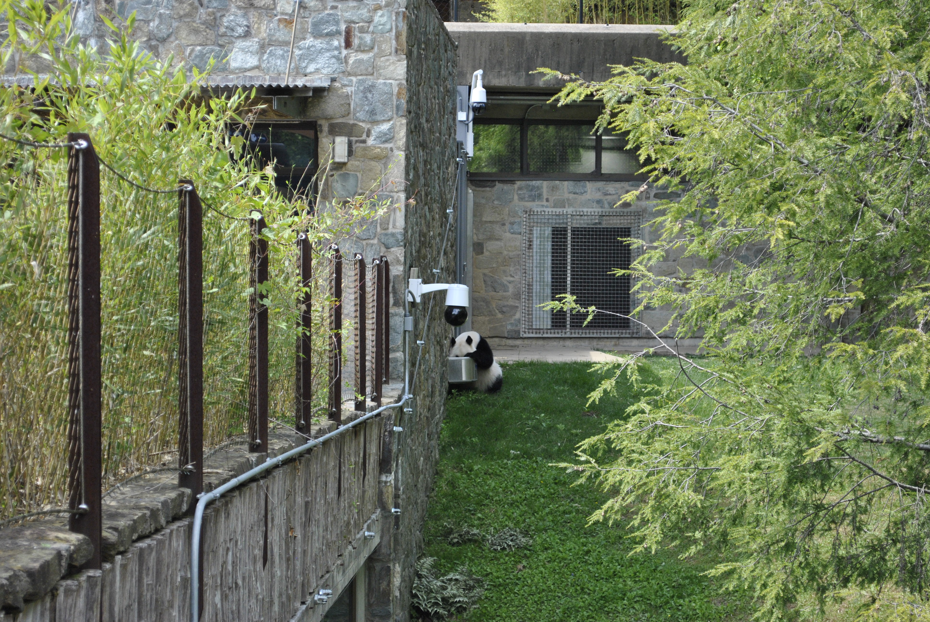 Giant panda in the outdoor yard at the Panda Habitat