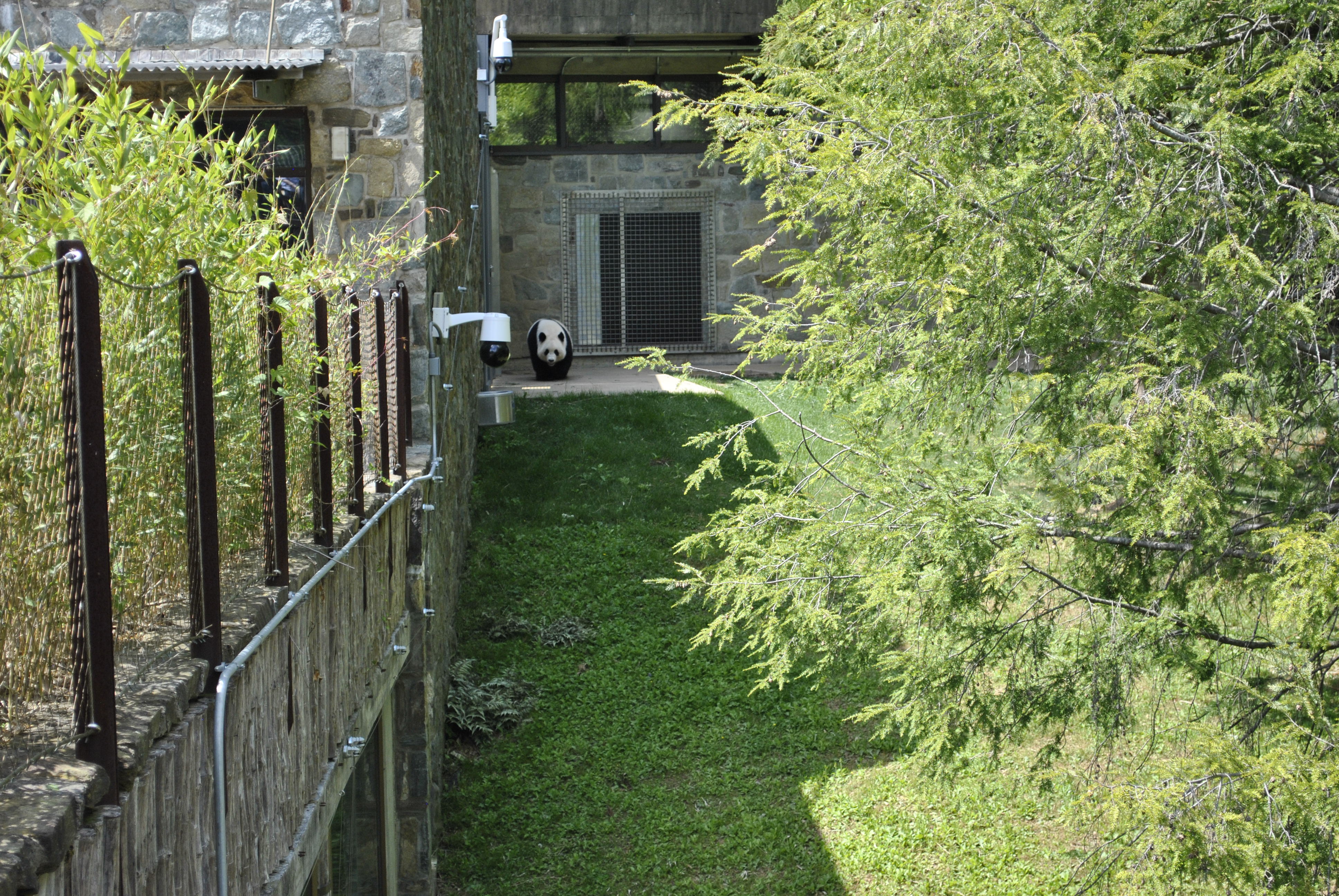Panda near the building entrance in the outdoor garden