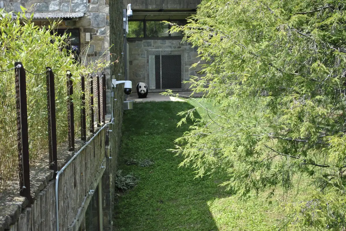 Panda near the building entrance in the outdoor garden