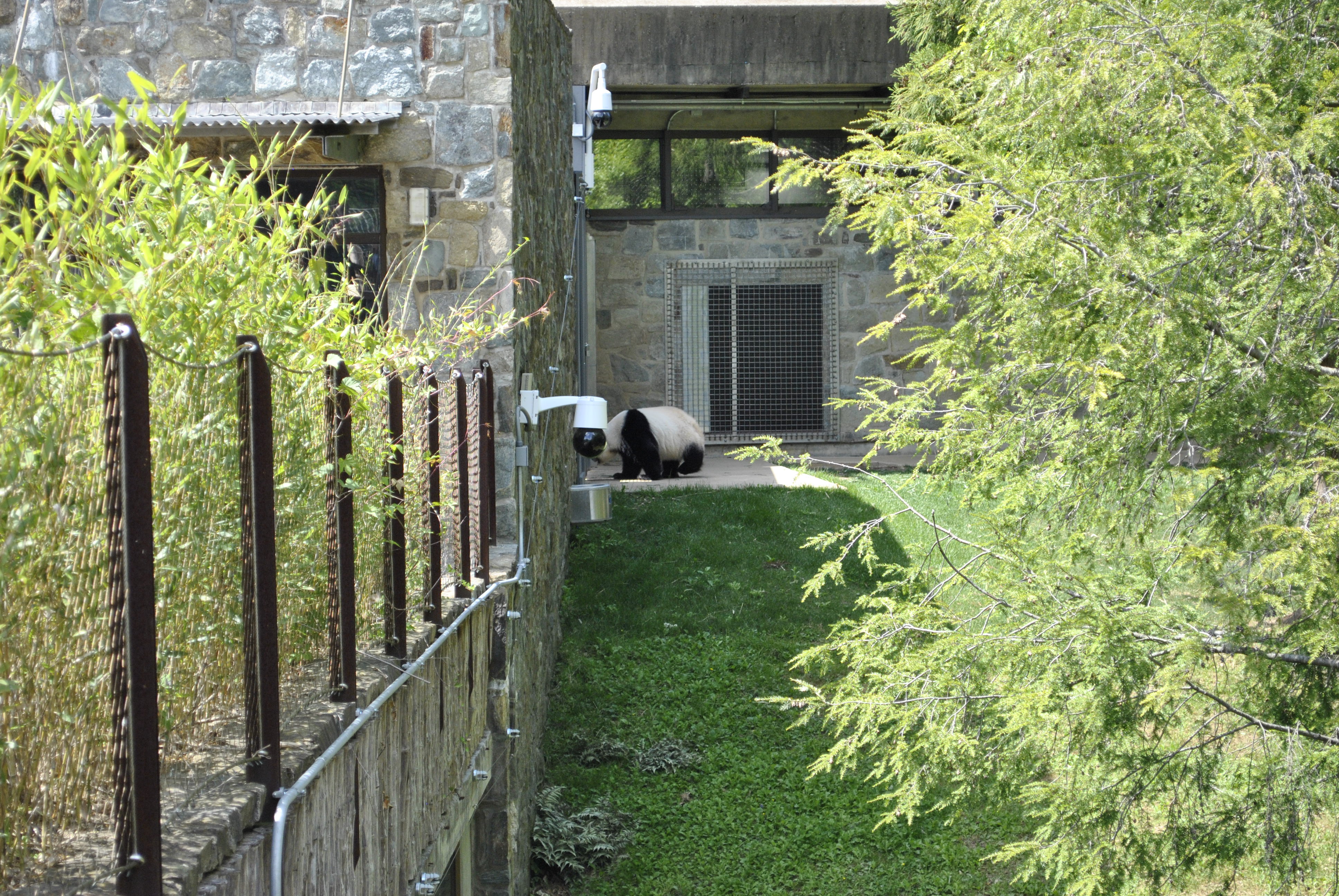 Panda walking in the grassy outdoor yard