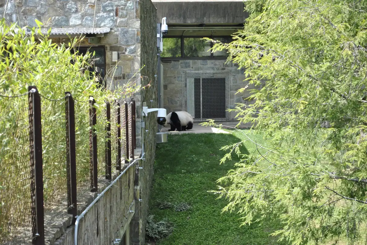 Panda walking in the grassy outdoor yard