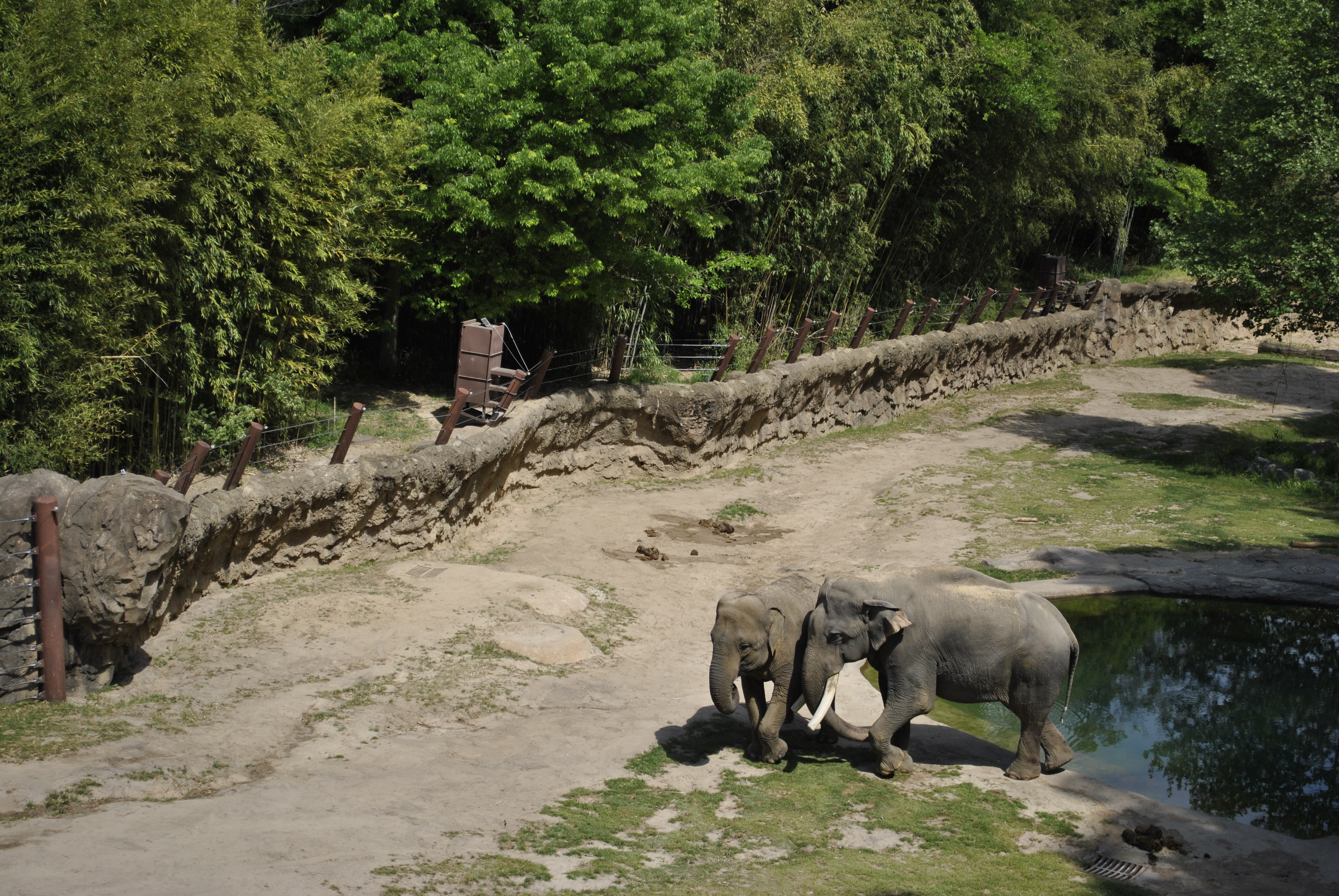 Asian elephants by the pool at Elephant Trails