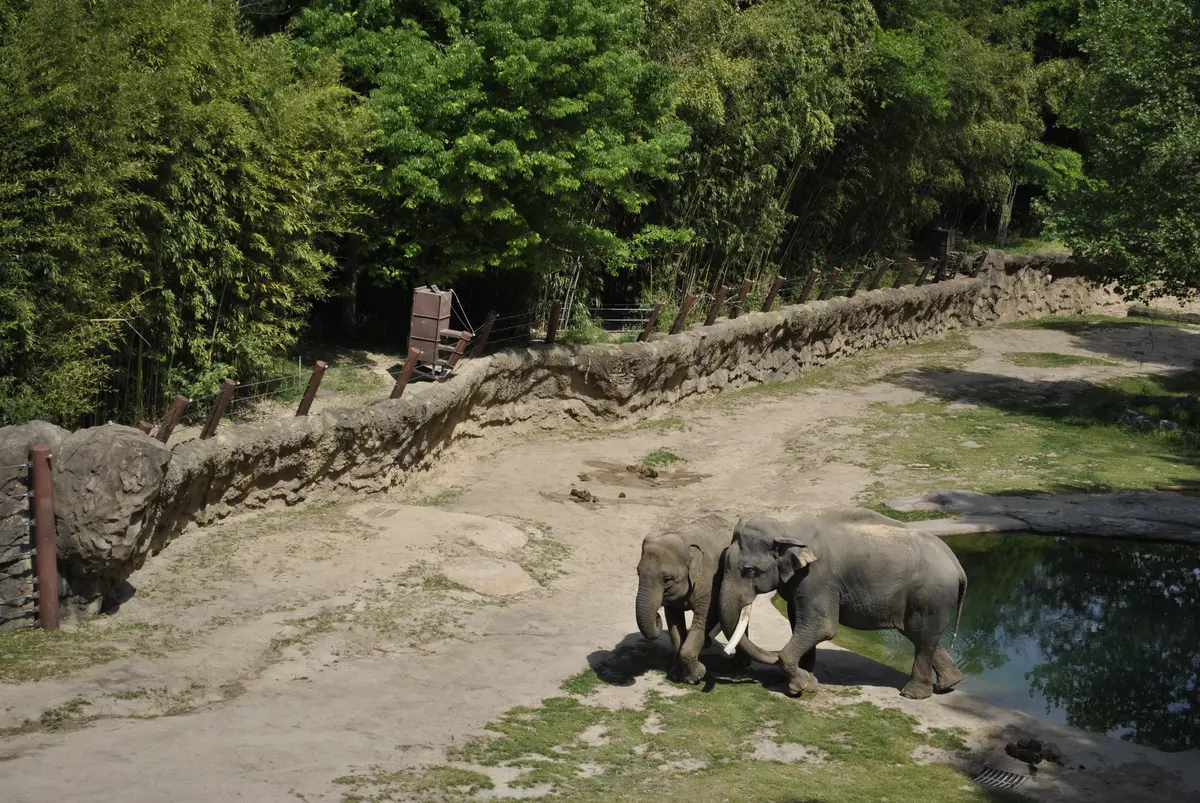 Asian elephants by the pool at Elephant Trails