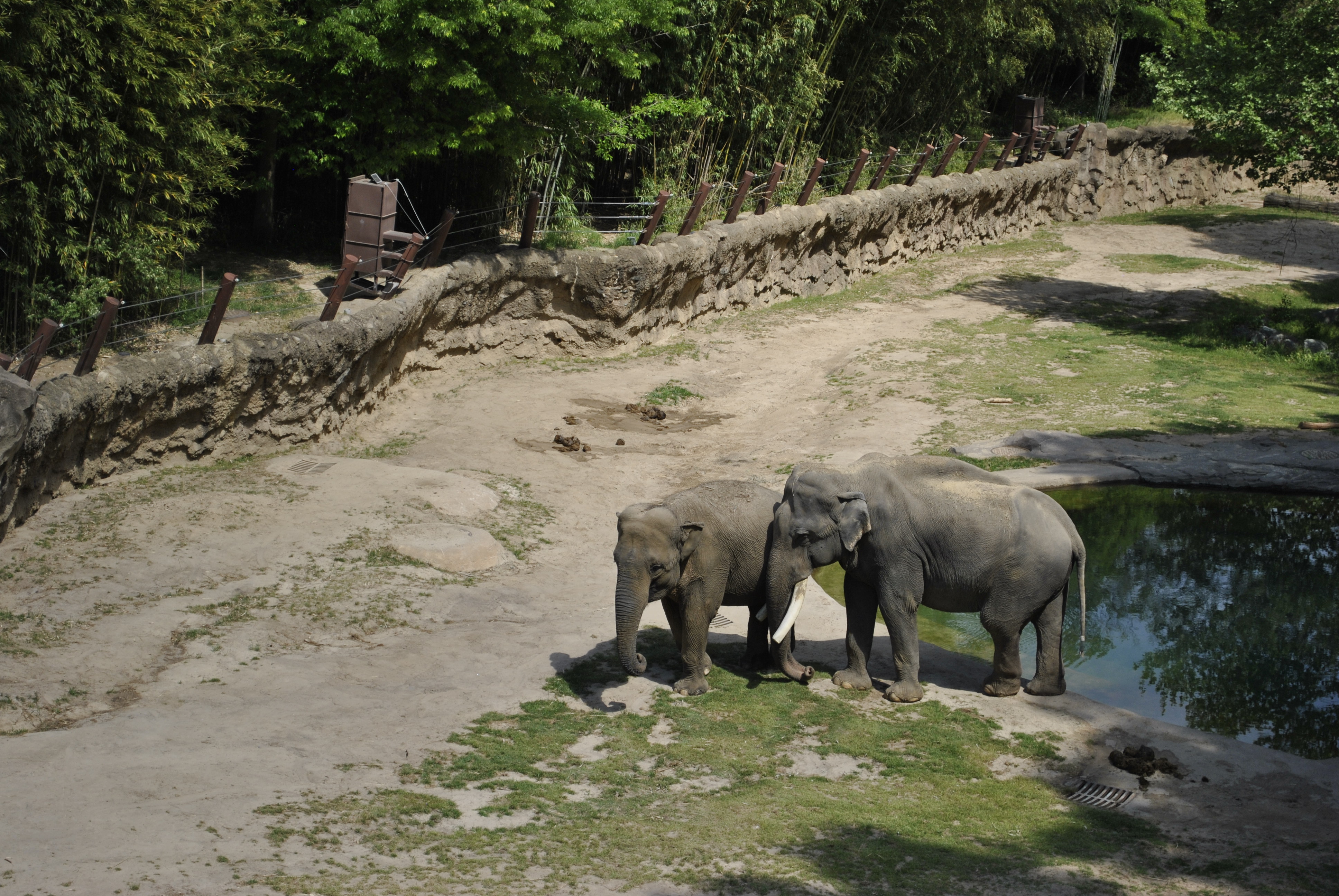 Elephants together near the water
