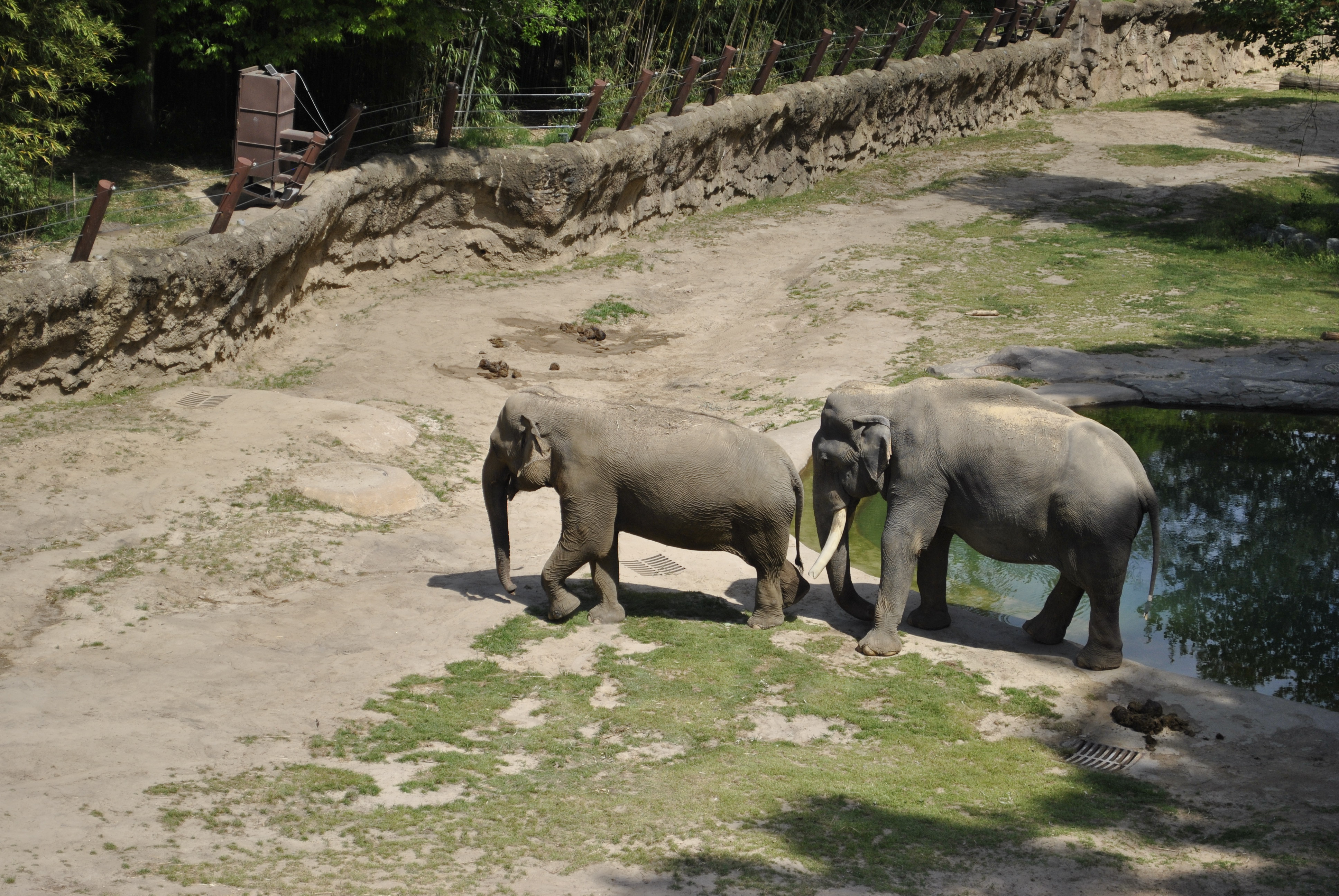 Two elephants walking side by side