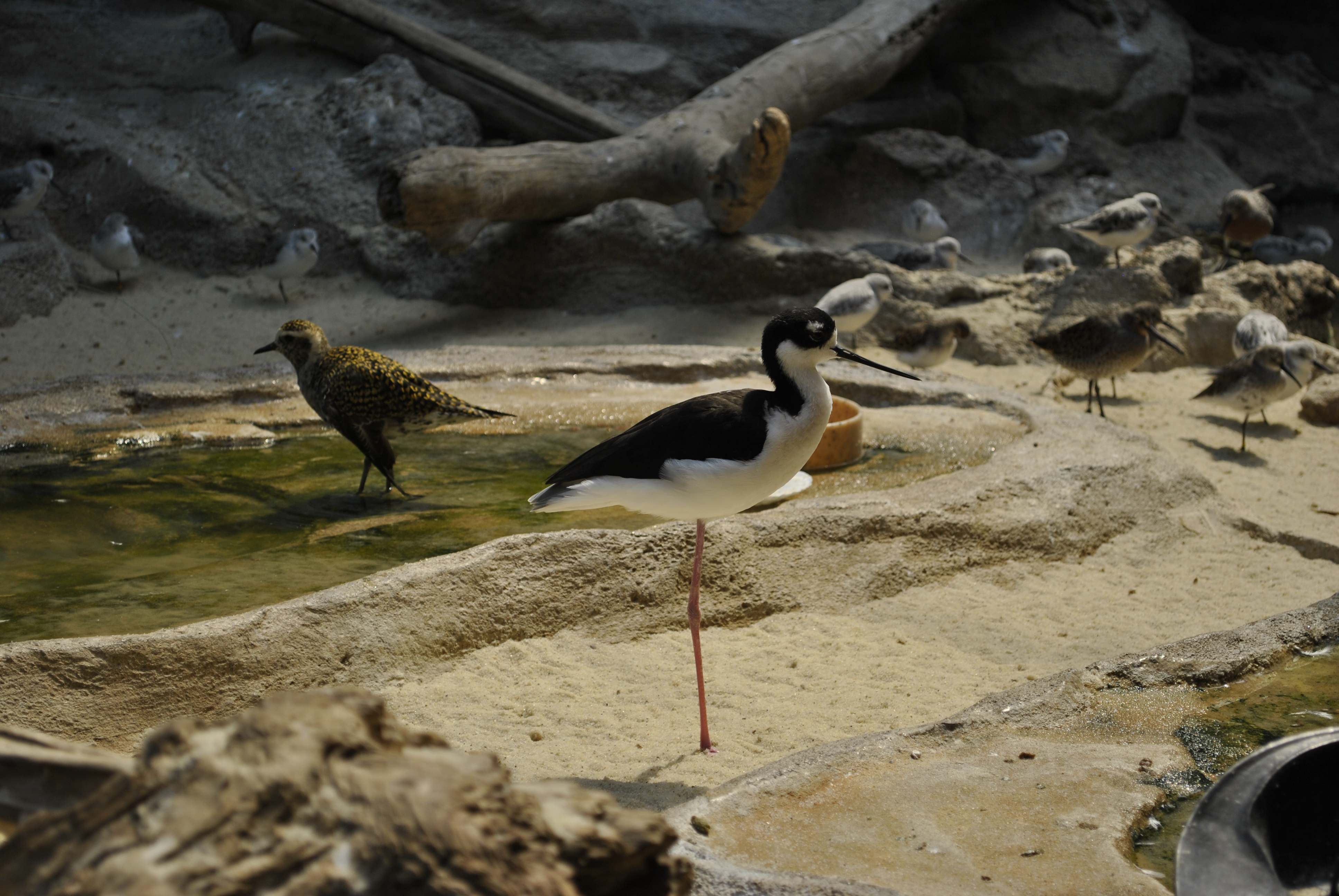 Shorebirds in the Bird House exhibit