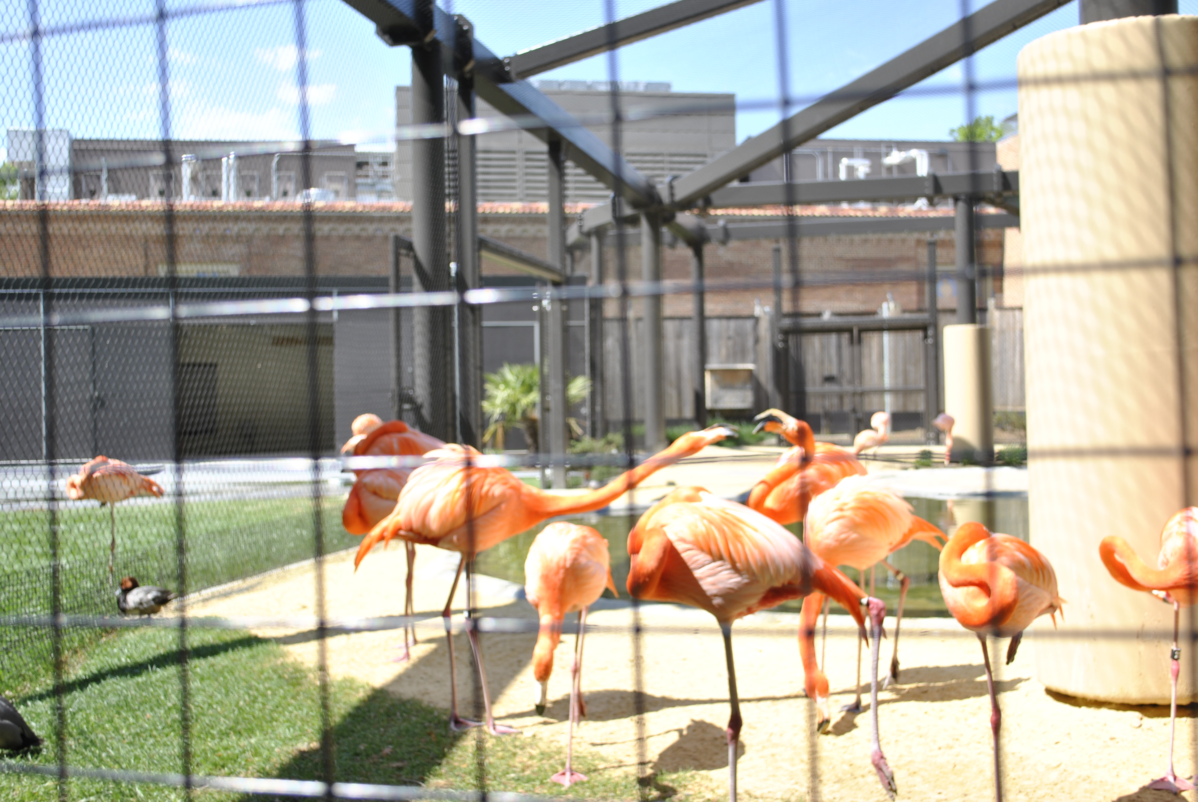 Flamingos at the Bird House