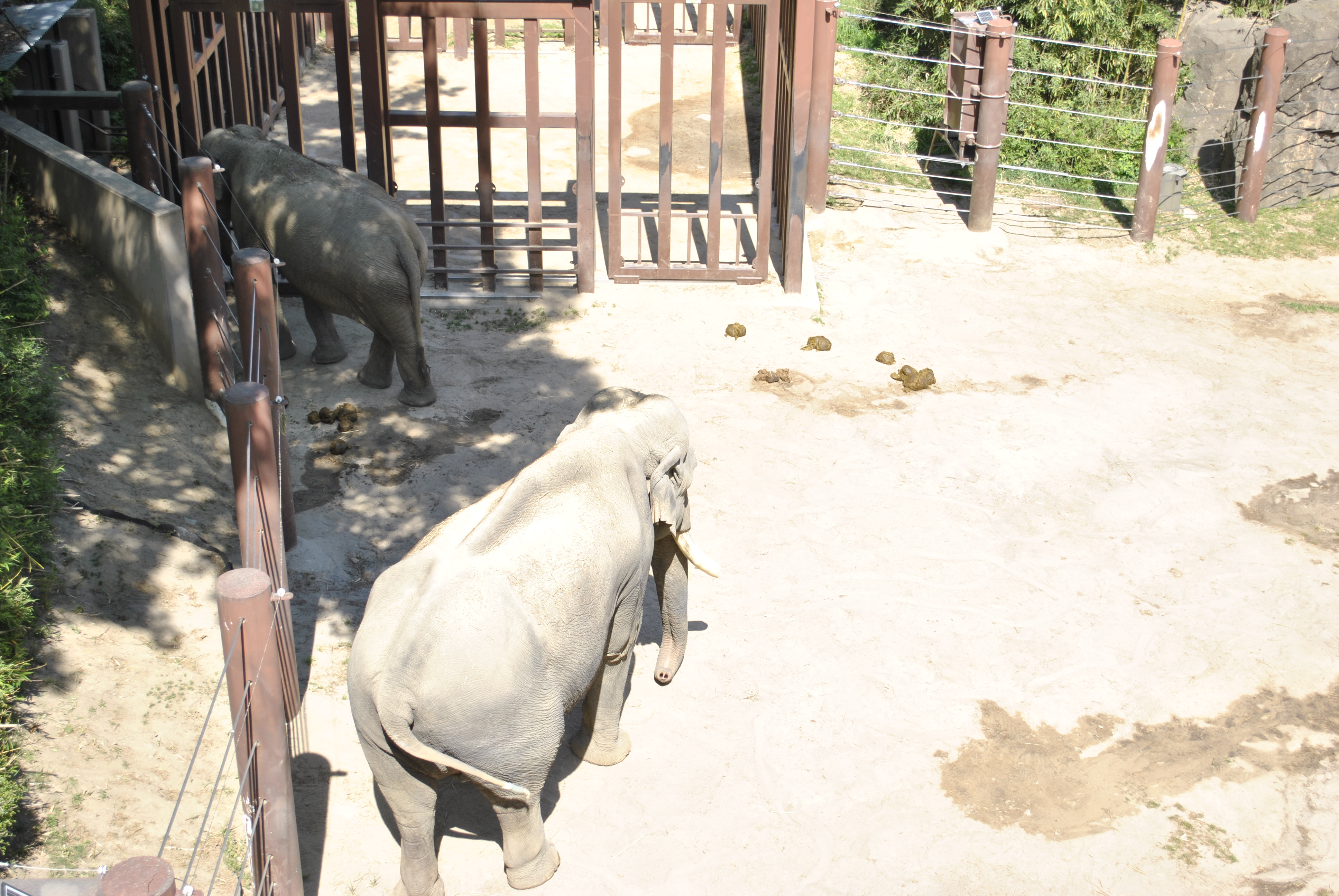 Elephants in the outdoor area near the barn