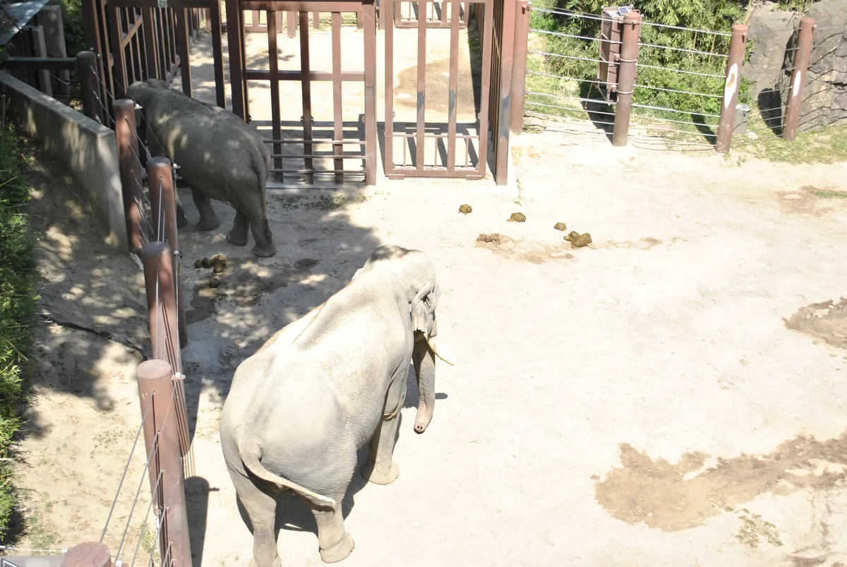 Elephants in the outdoor area near the barn