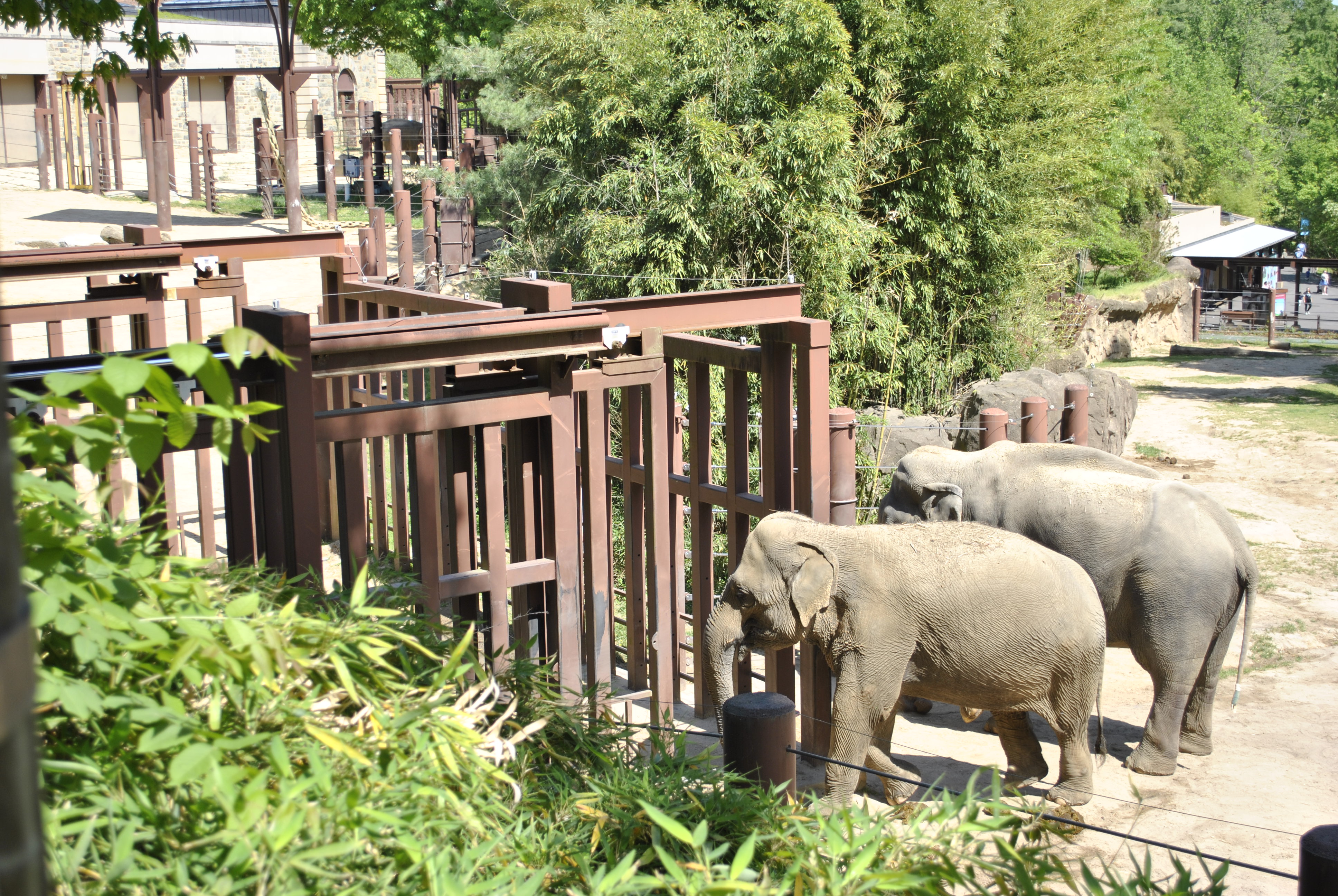 Elephant herd at Elephant Trails