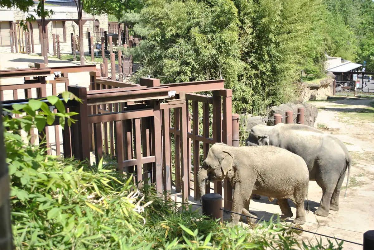 Elephant herd at Elephant Trails