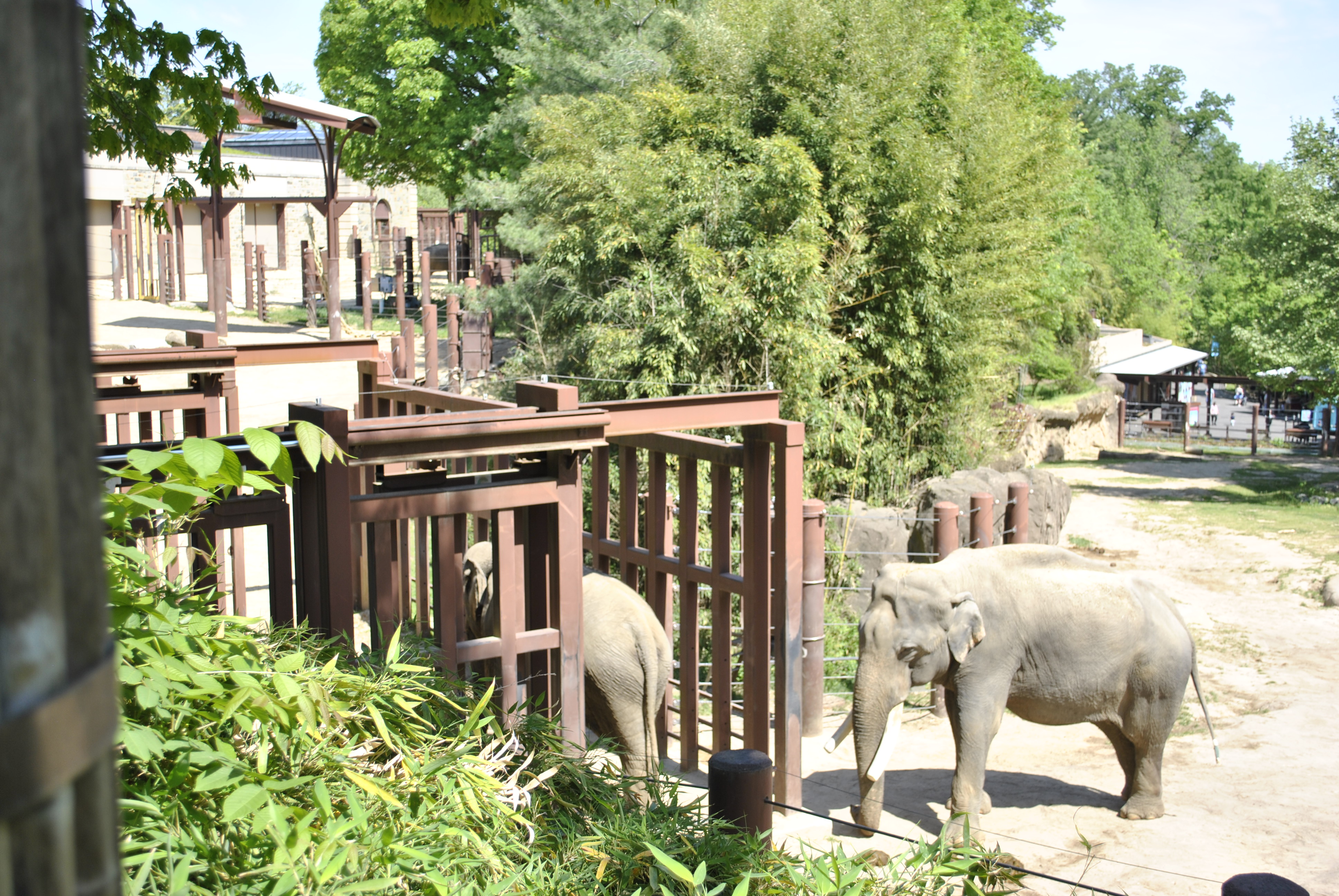 Elephants near the training wall at Elephant Trails