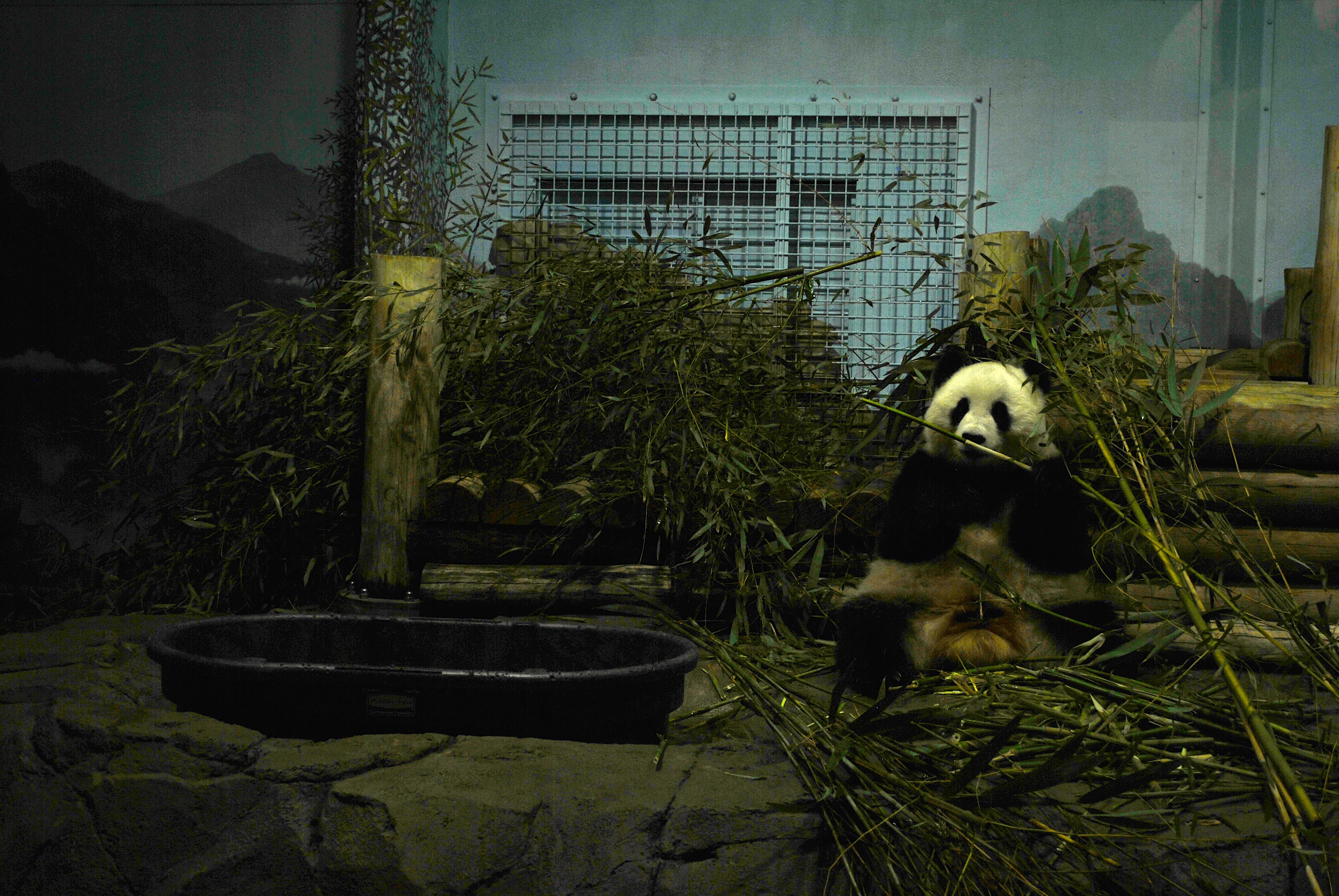Panda sitting and munching bamboo indoors