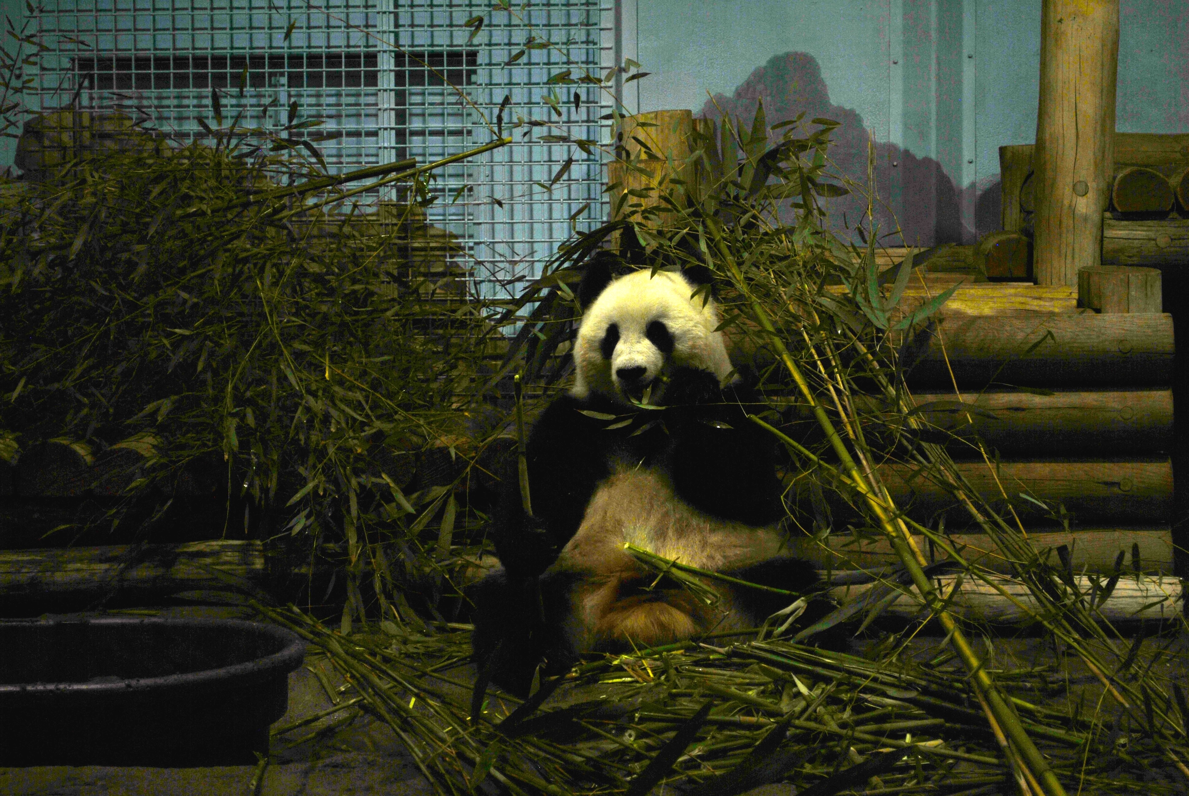 Close-up of panda eating bamboo in the indoor habitat