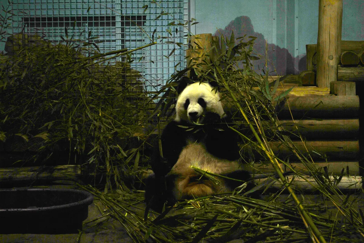 Close-up of panda eating bamboo in the indoor habitat