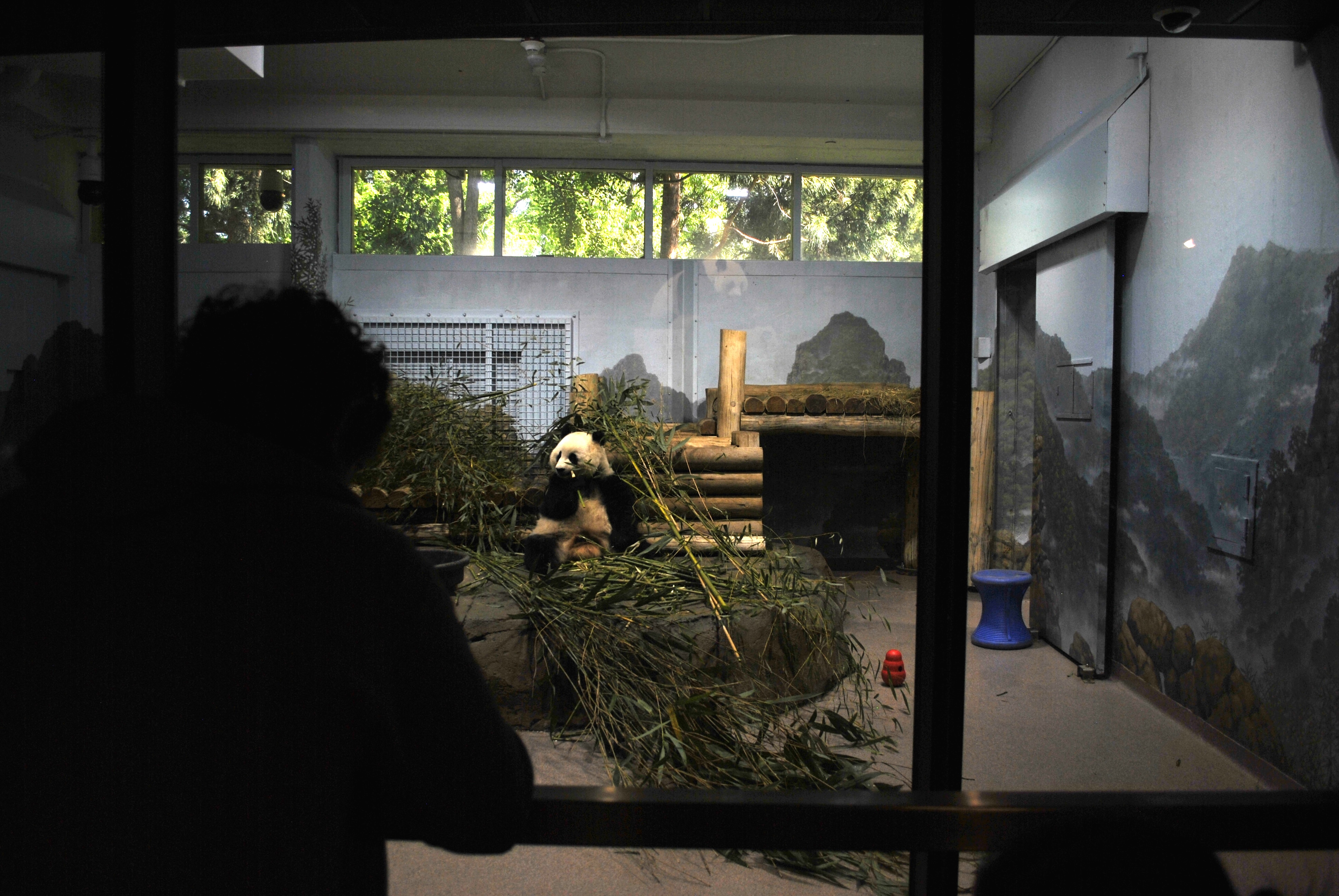 Visitor watching the panda through the viewing window