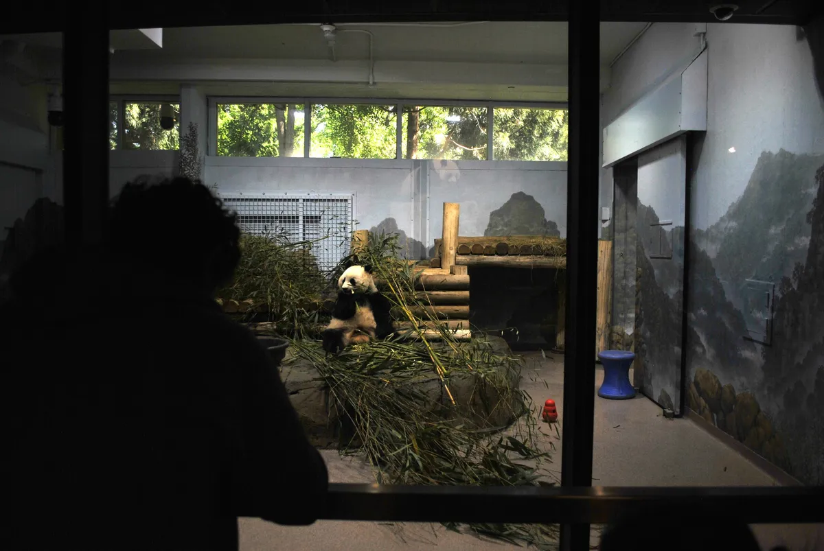 Visitor watching the panda through the viewing window