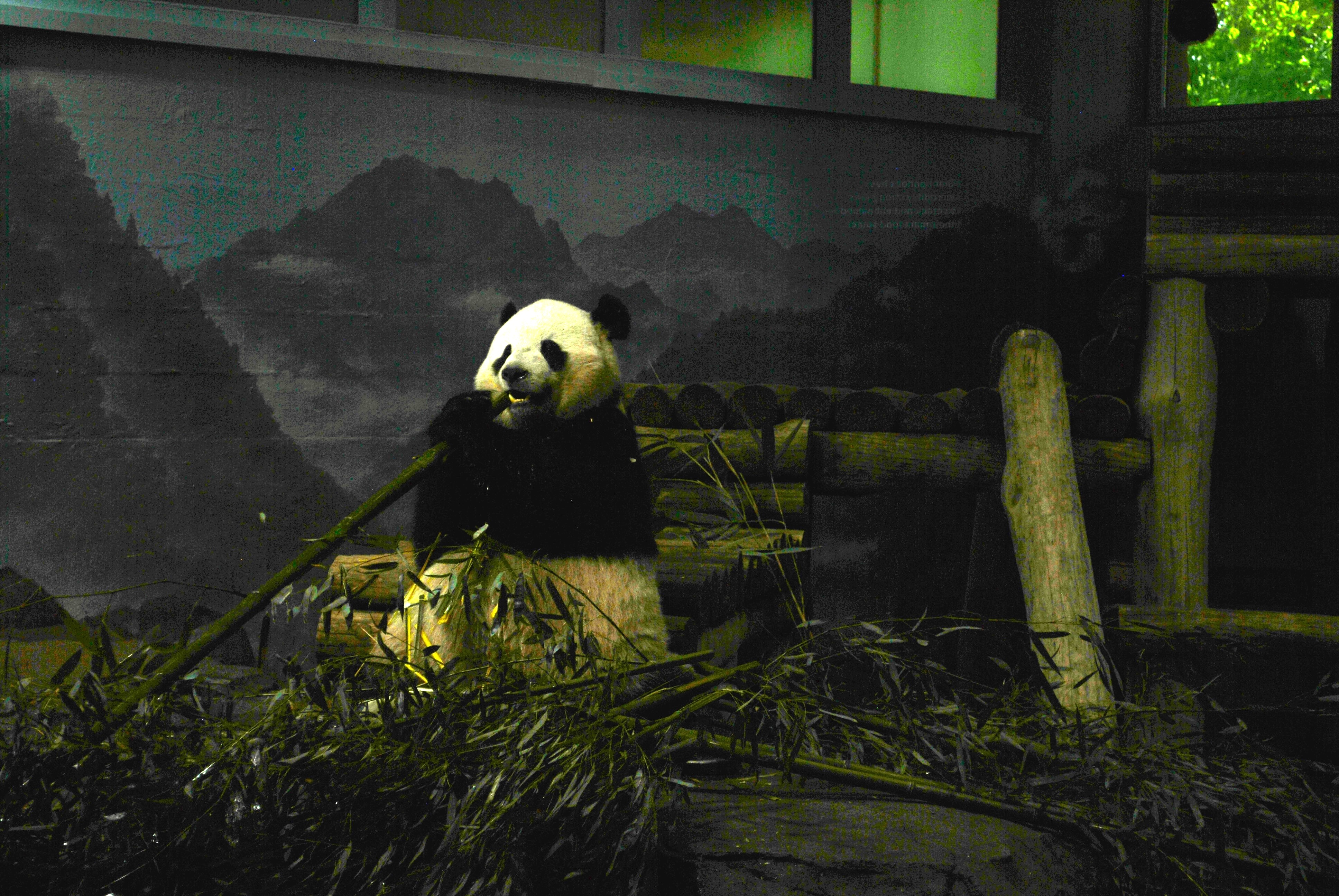 Panda eating bamboo with mountain mural behind