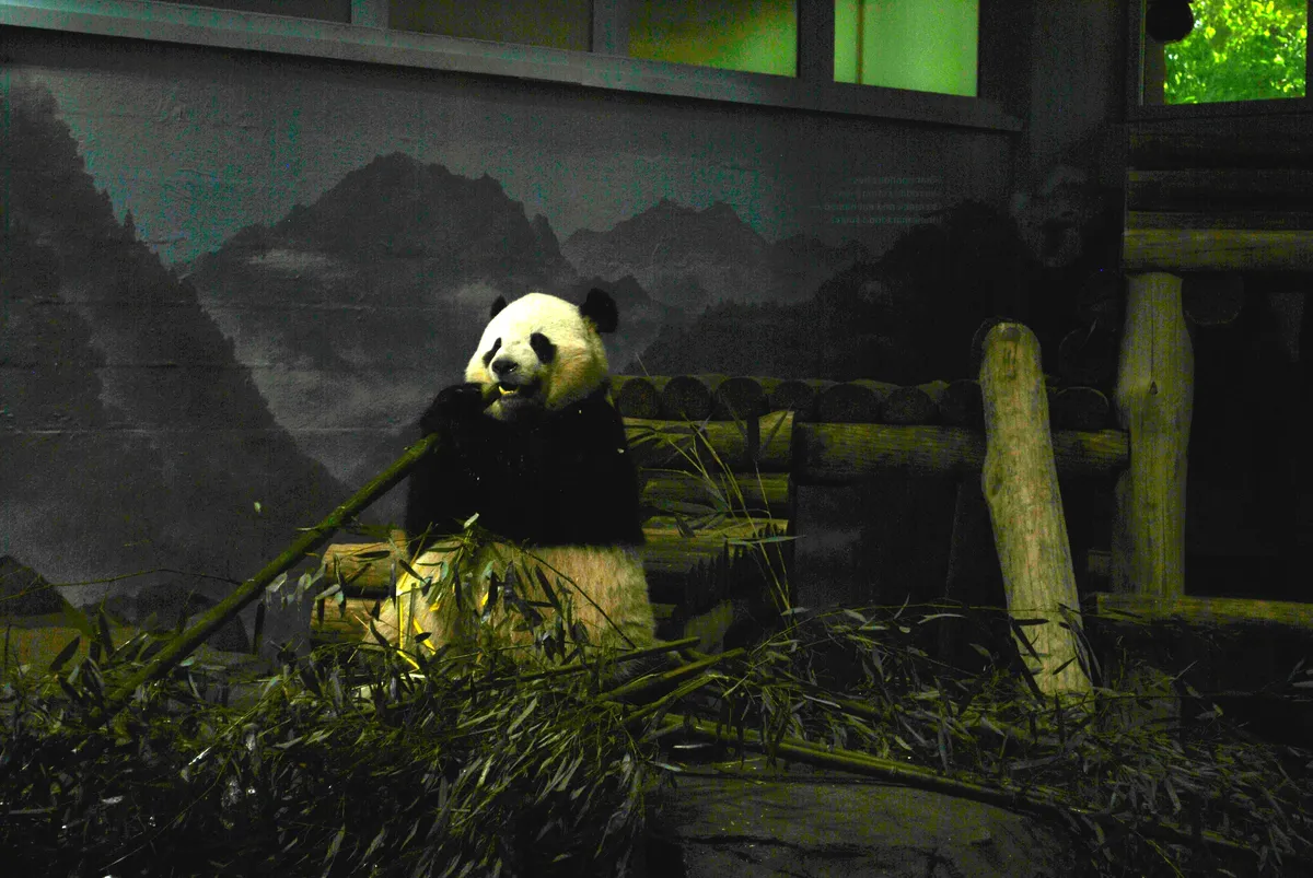 Panda eating bamboo with mountain mural behind