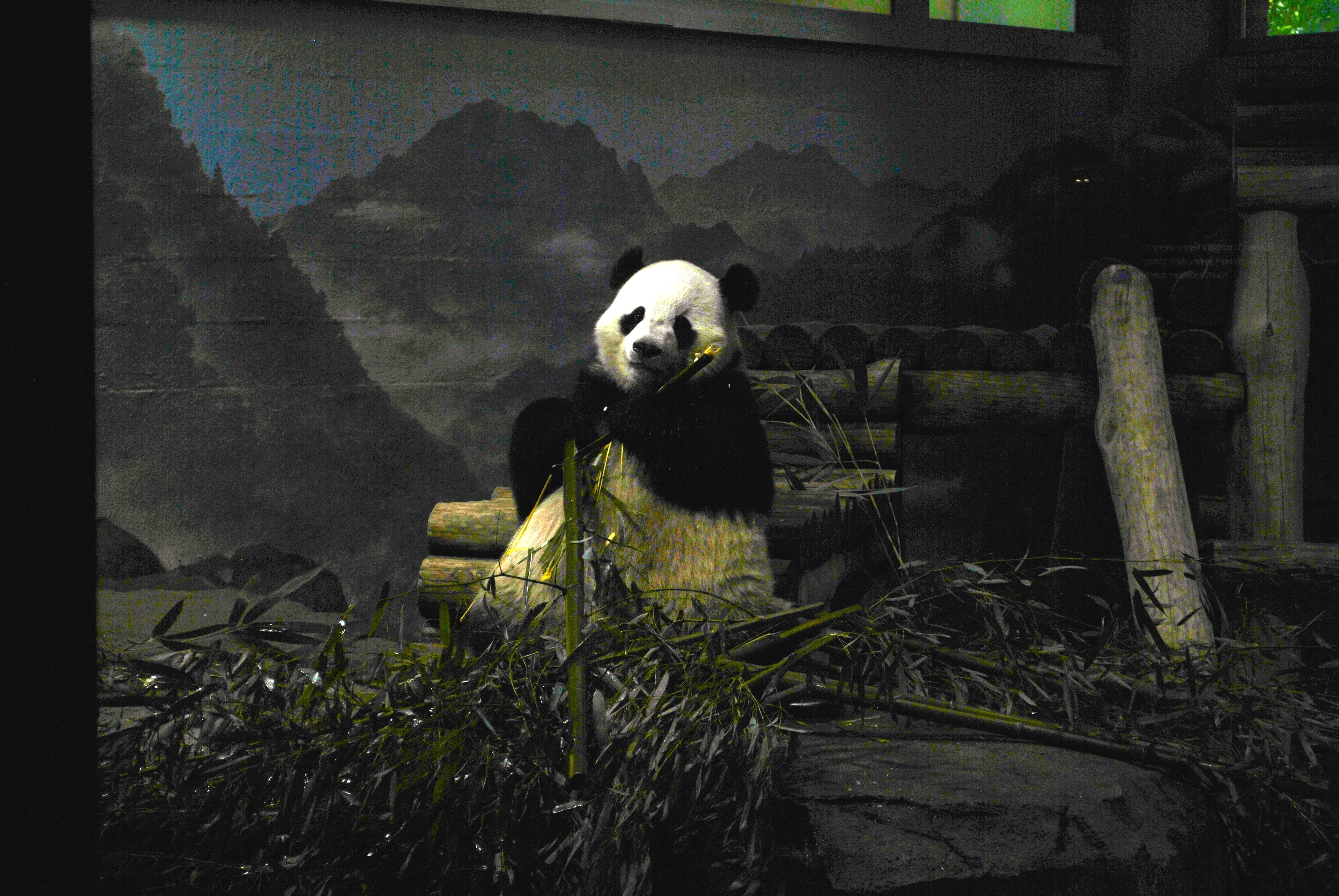 Panda close-up in the indoor habitat