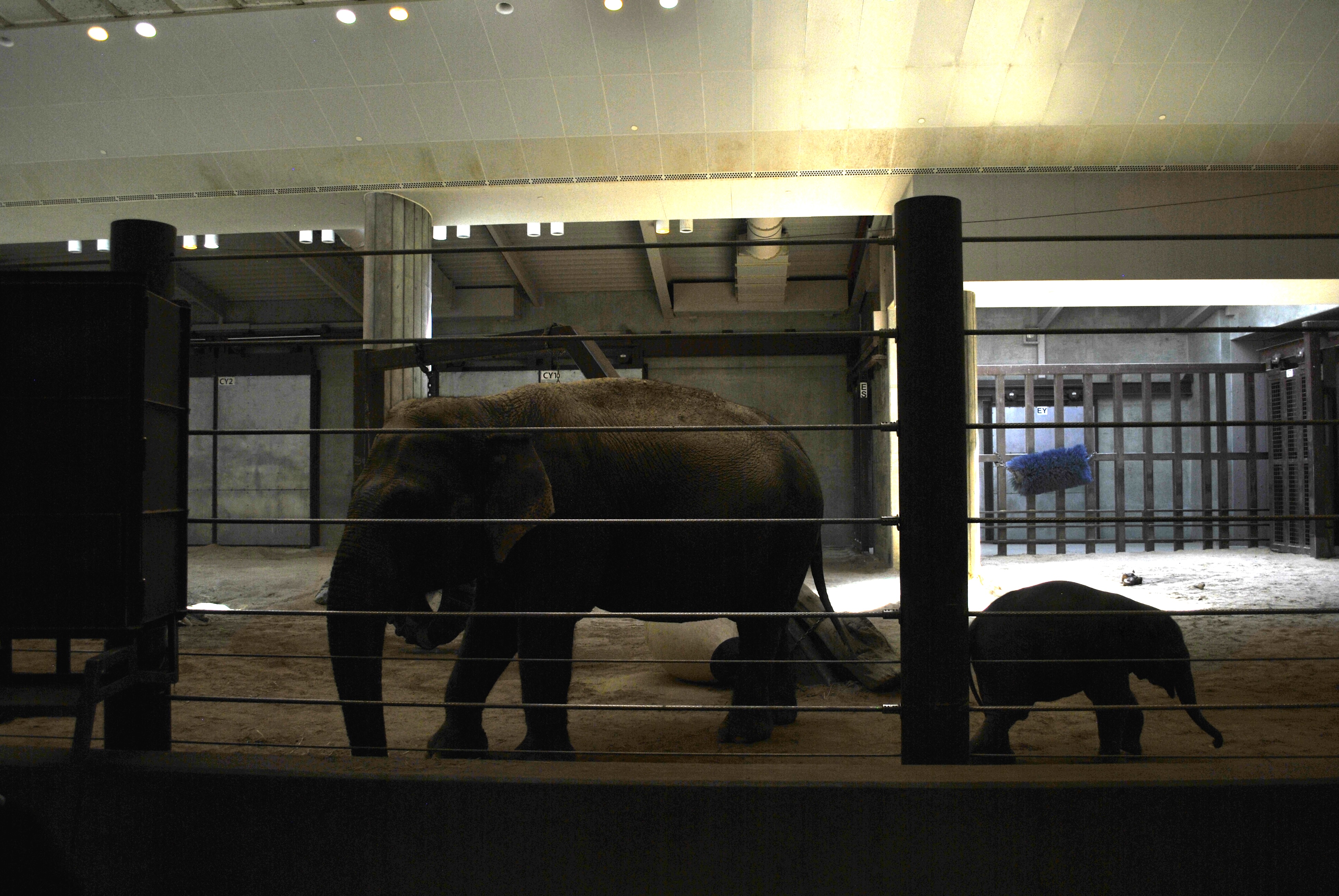 Baby elephant Linh Mai with her caretaker inside the Elephant House
