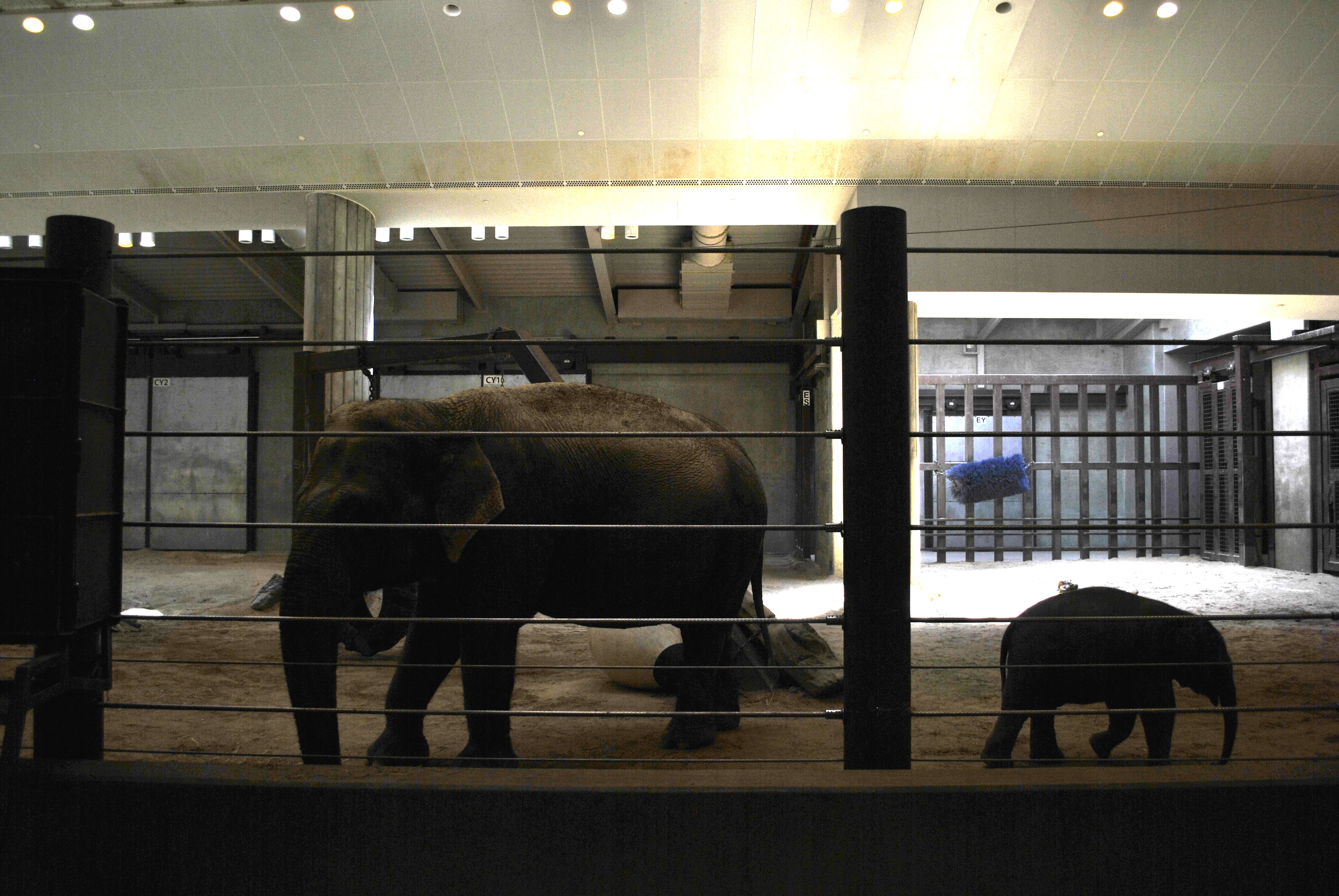 Linh Mai walking alongside the adult elephant
