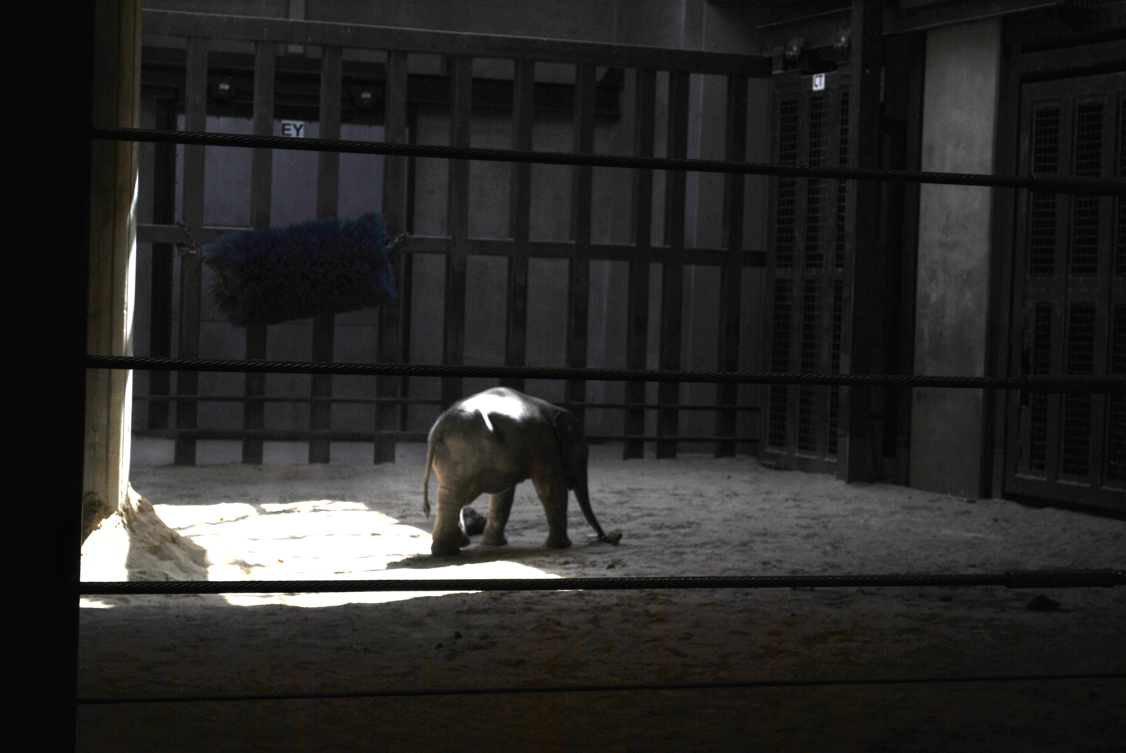 Baby Linh Mai in a patch of sunlight inside the barn